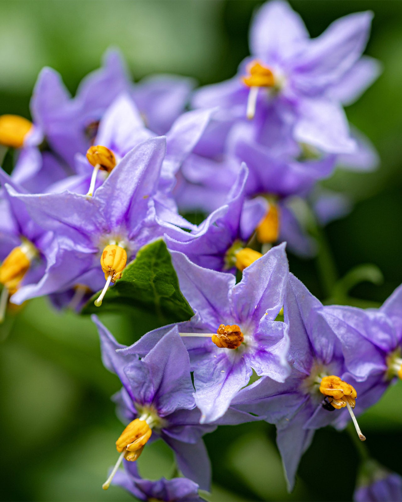 Solanum crispum ‘Glasnevin’