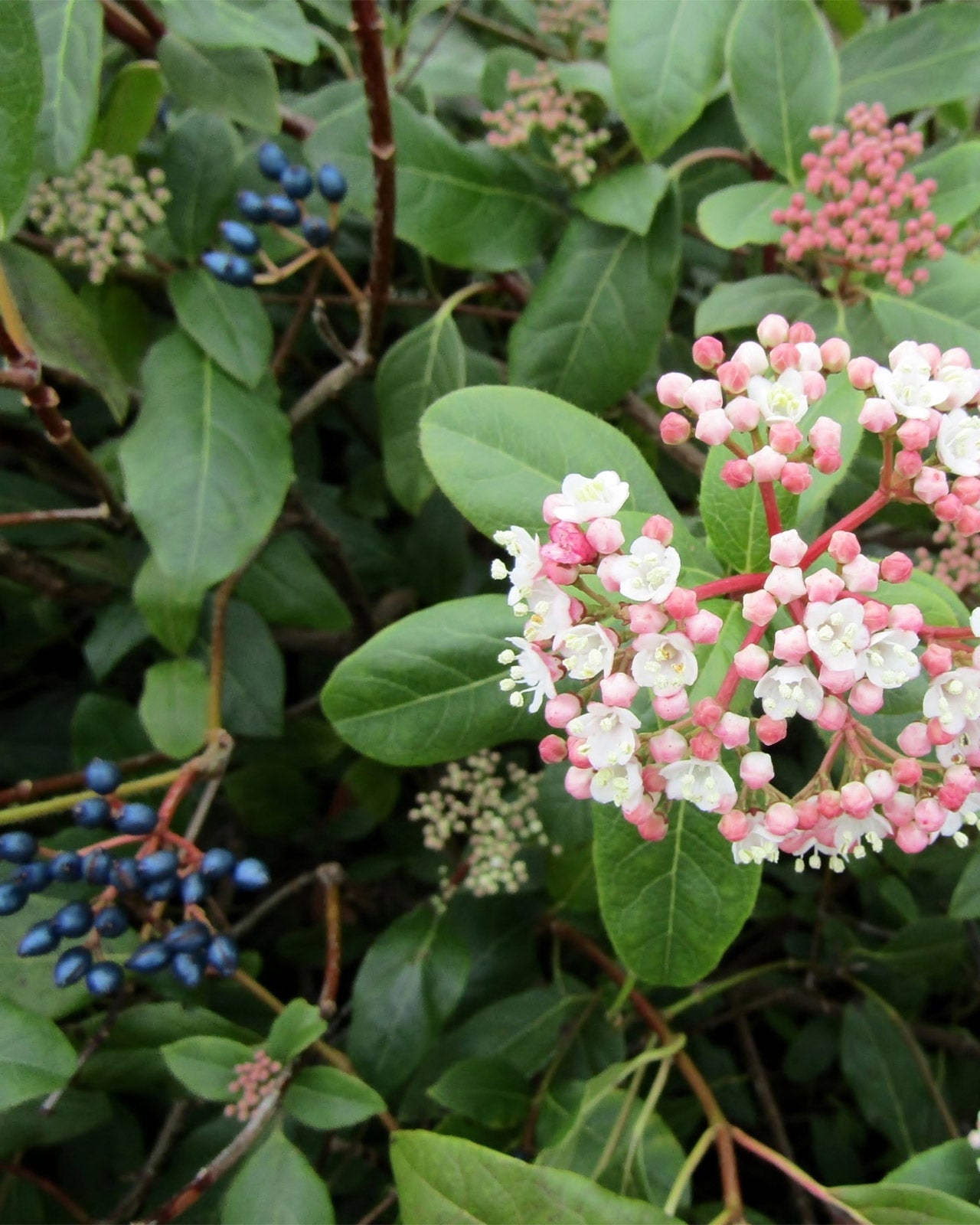 Viburnum tinus