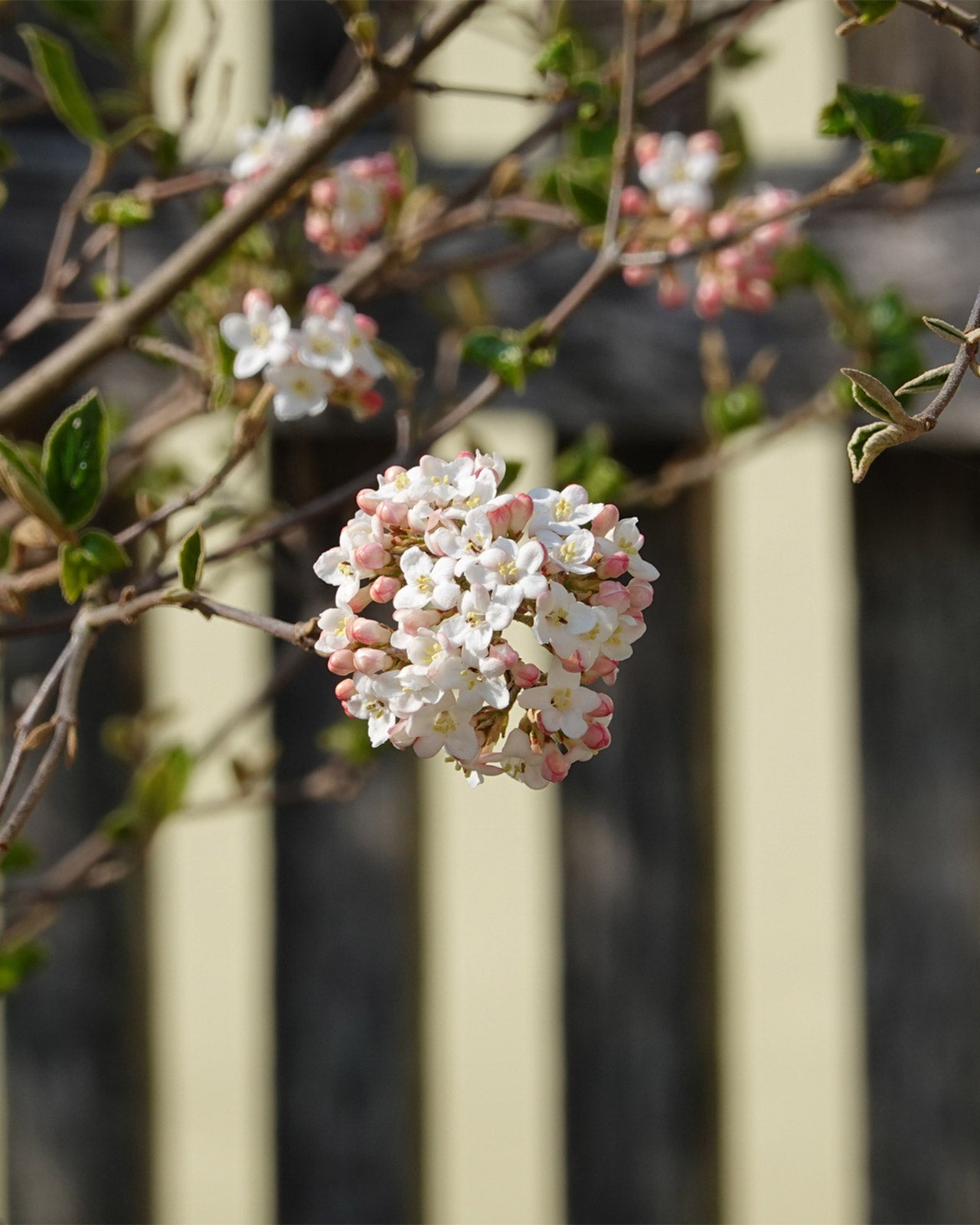 Viburnum × burkwoodii