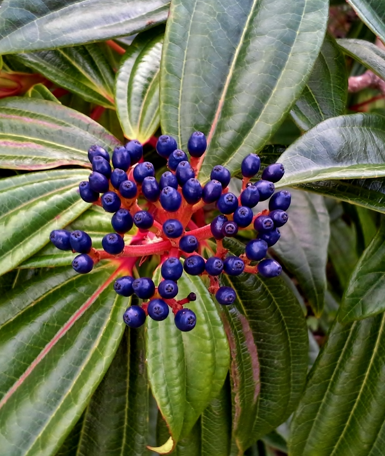 Viburnum davidii