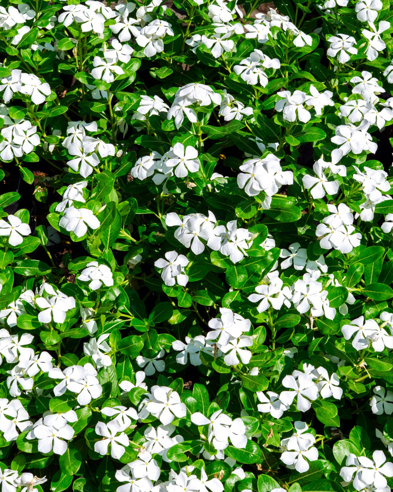 Vinca minor f. alba &