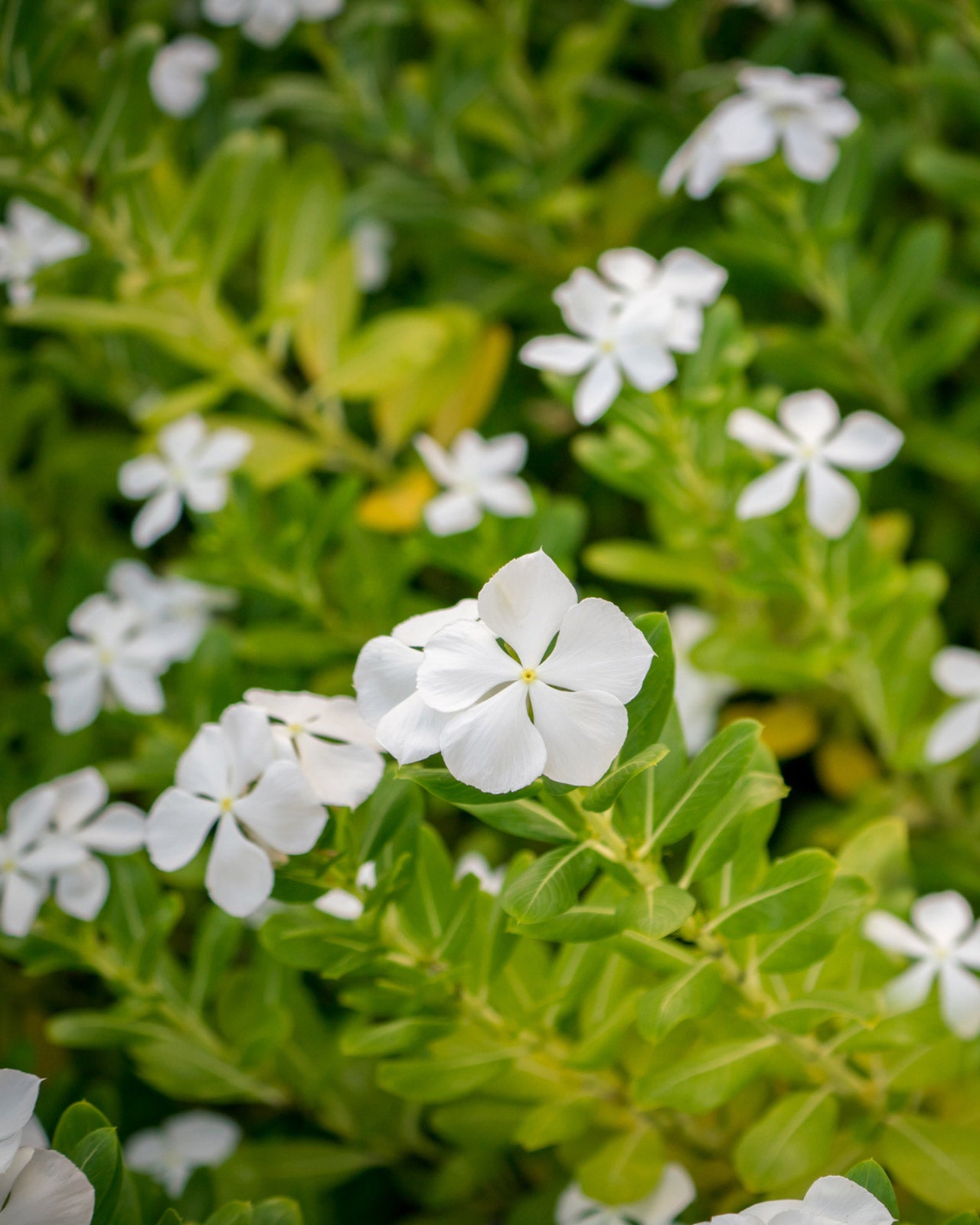 Vinca minor f. alba &