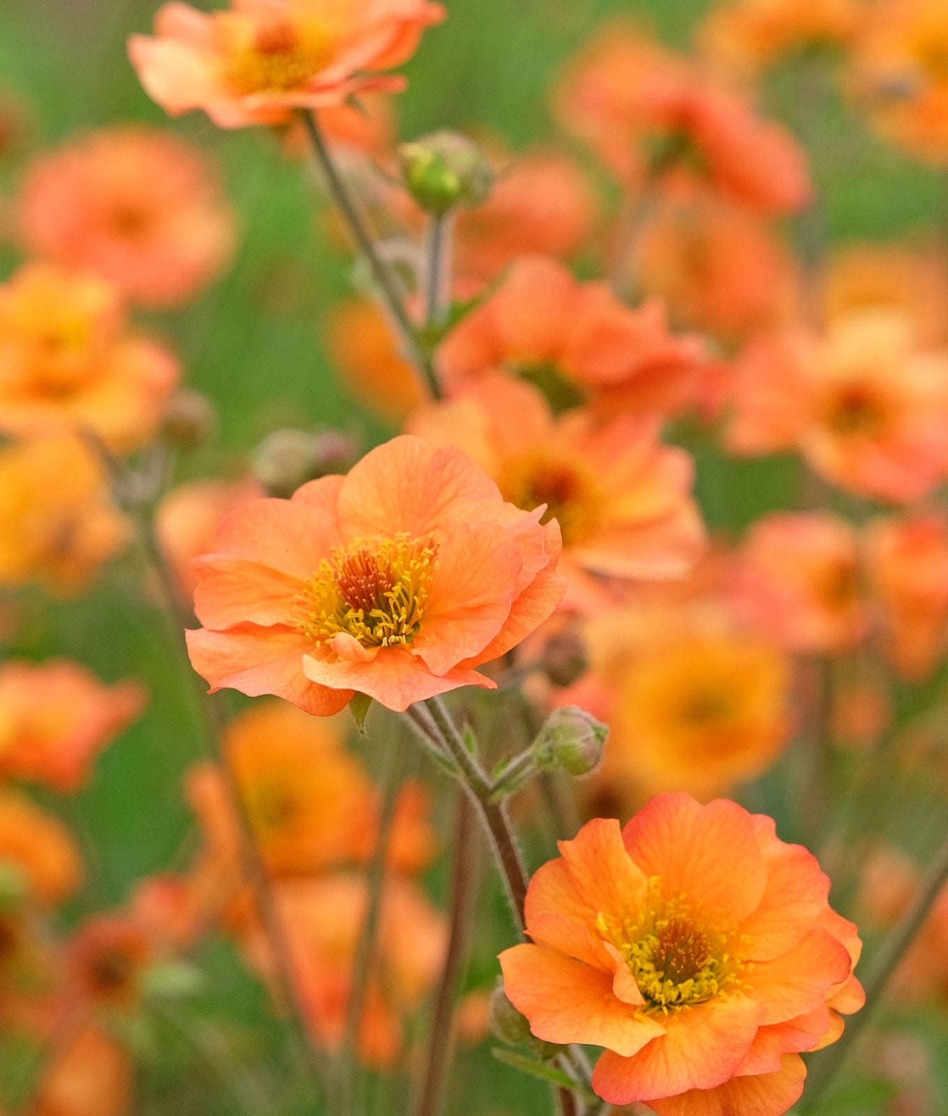 Geum &