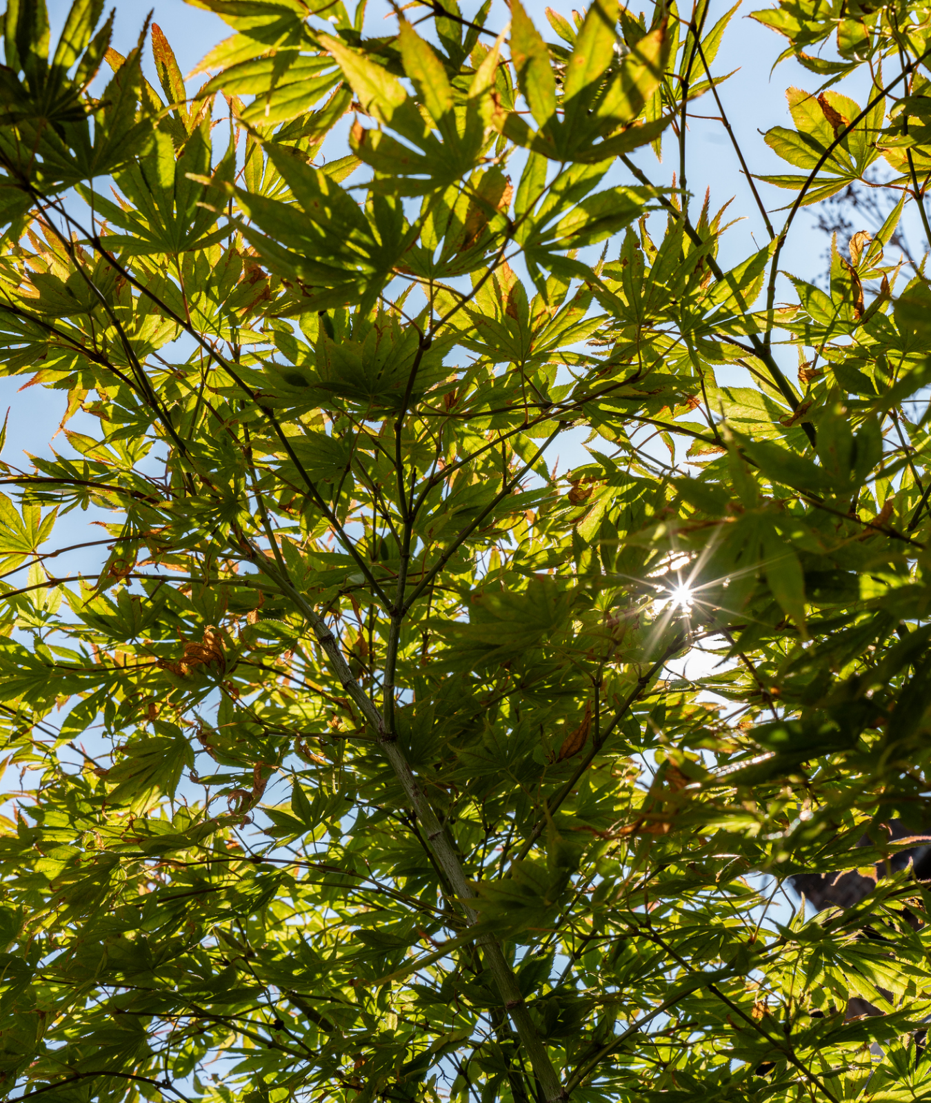 Acer palmatum &