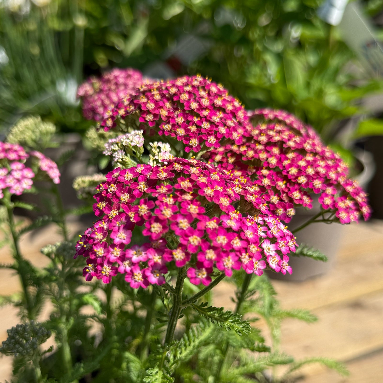 Achillea millefolium &