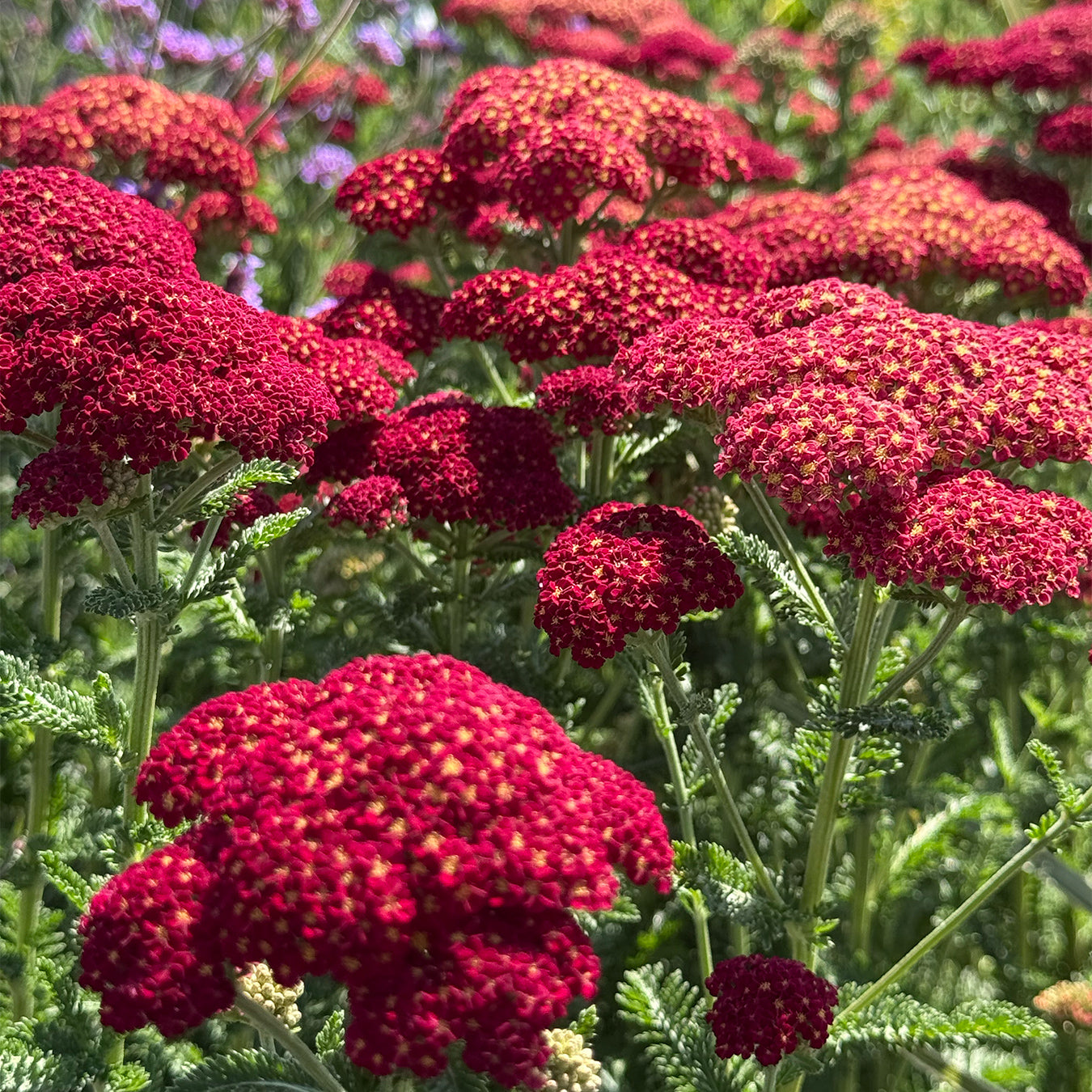 Achillea &