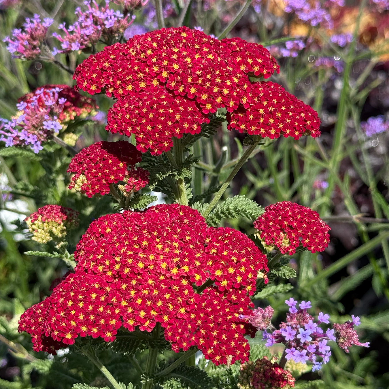 Achillea &