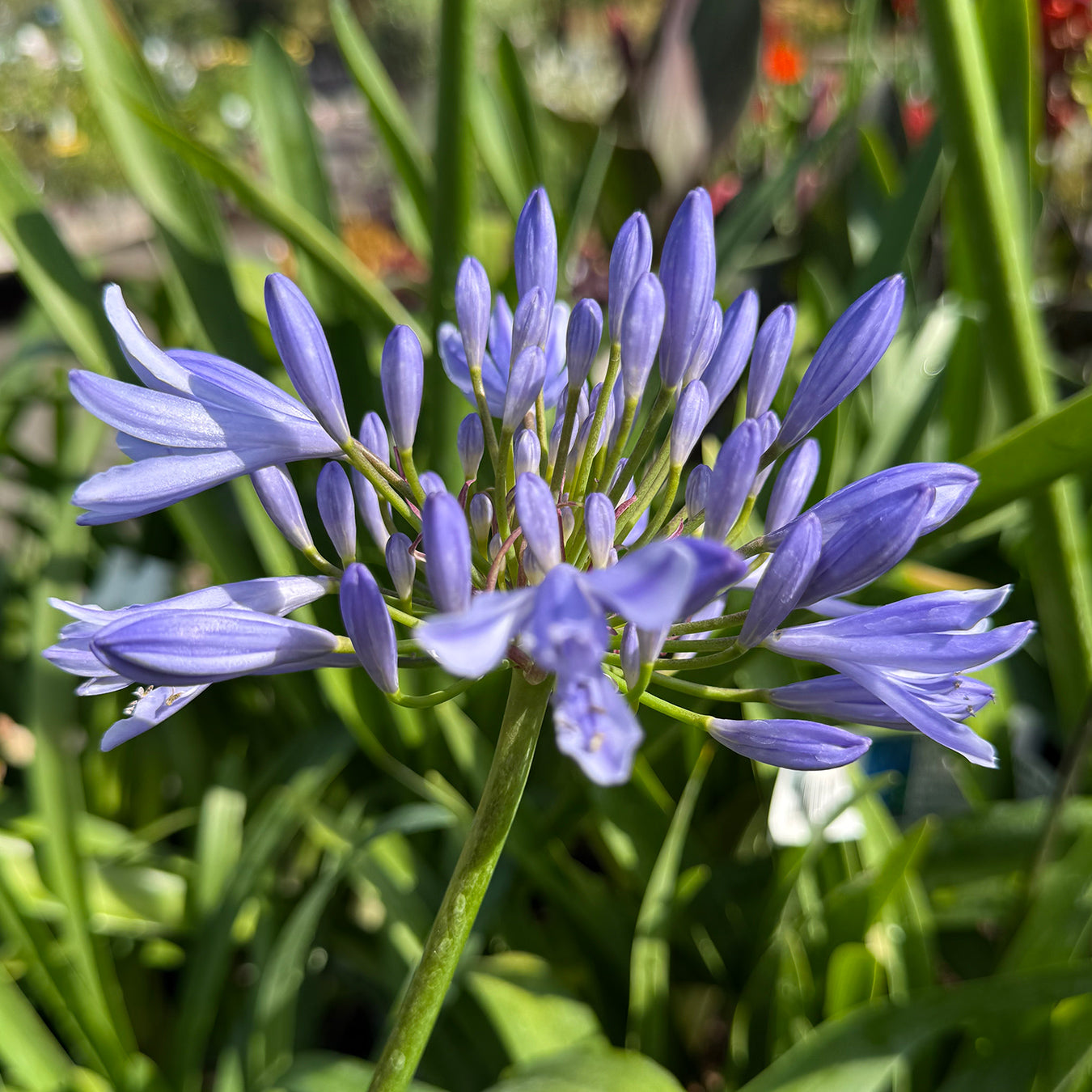 Agapanthus Pitchoune Blue