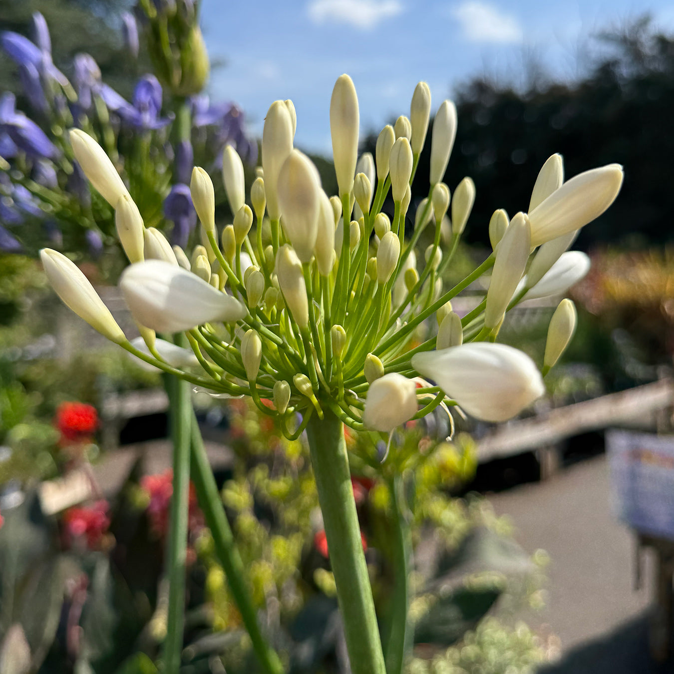 Agapanthus &
