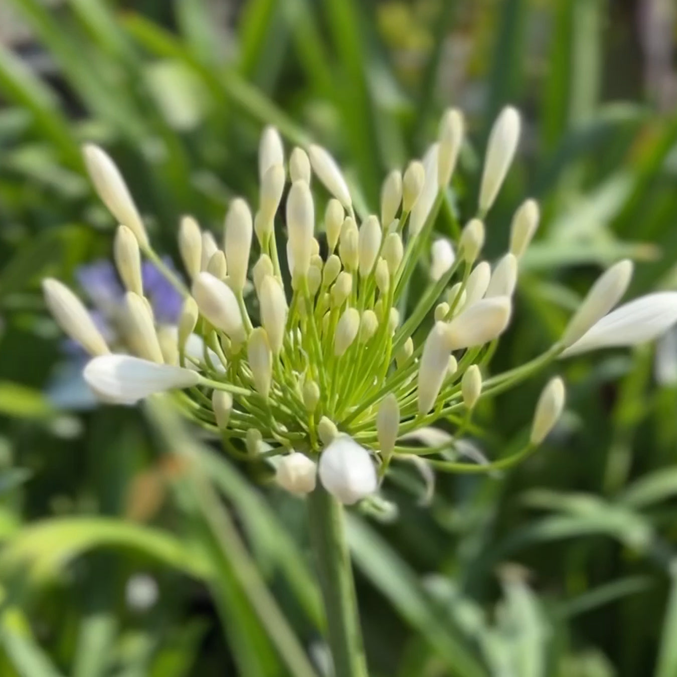 Agapanthus &