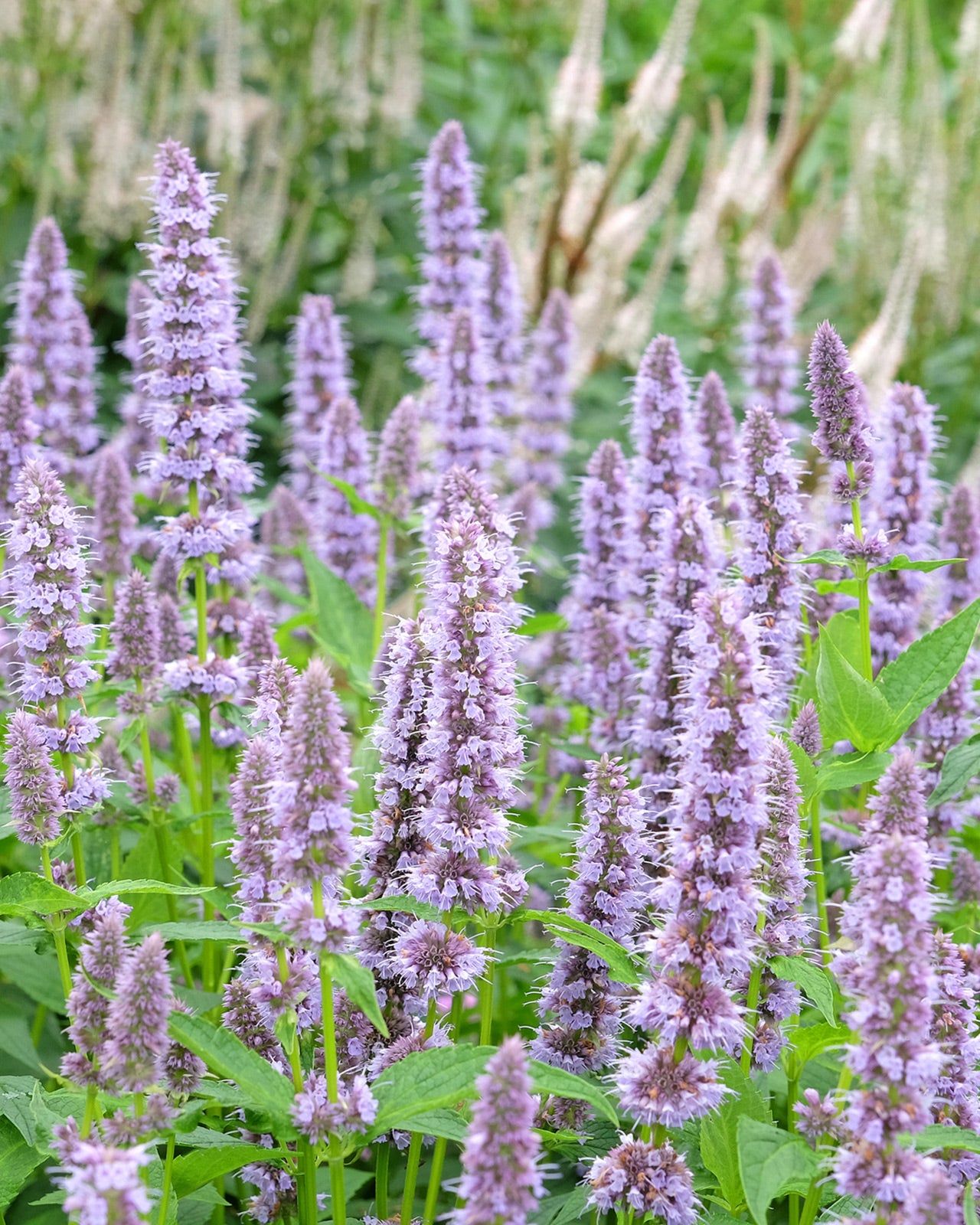 Agastache &