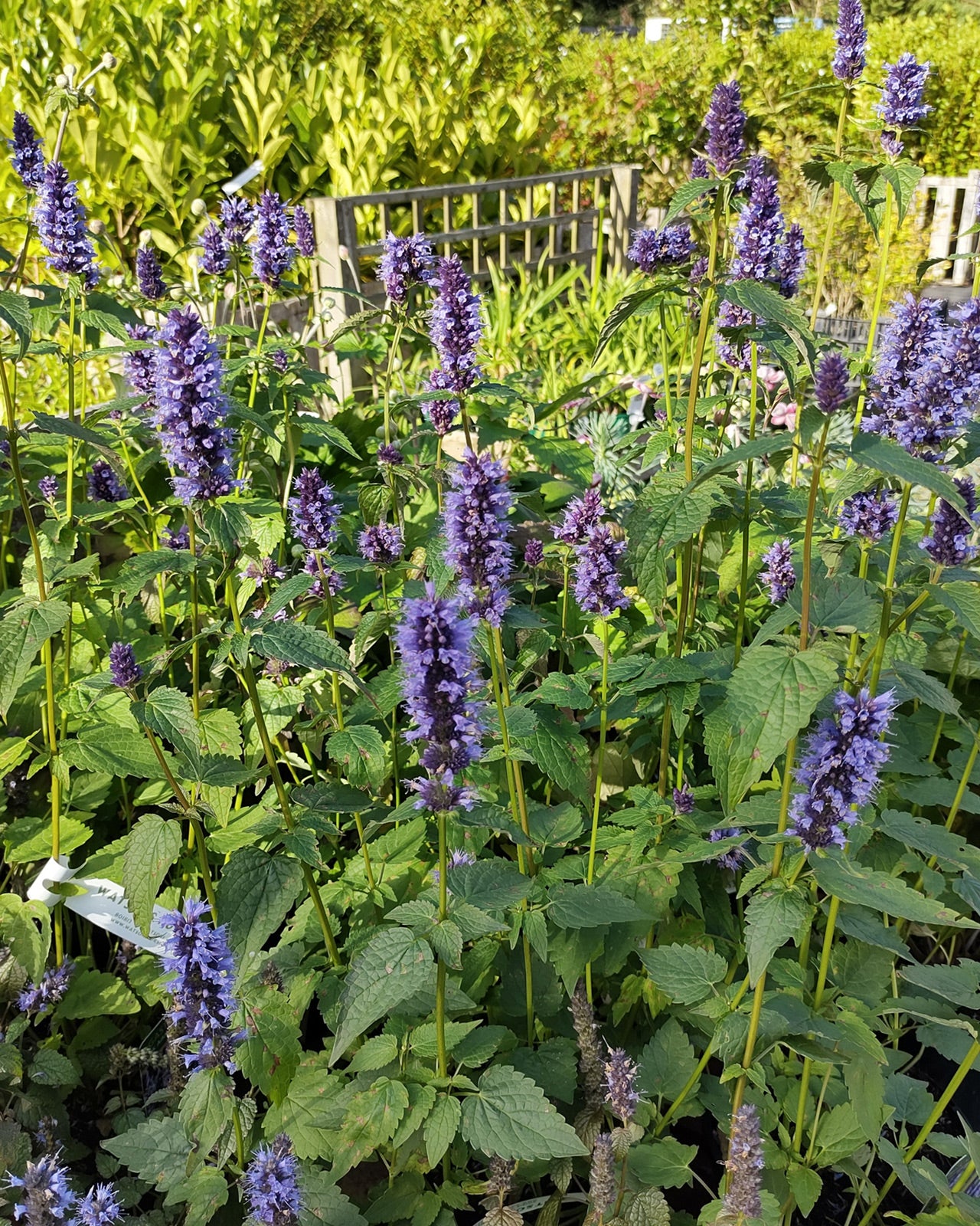 Agastache &