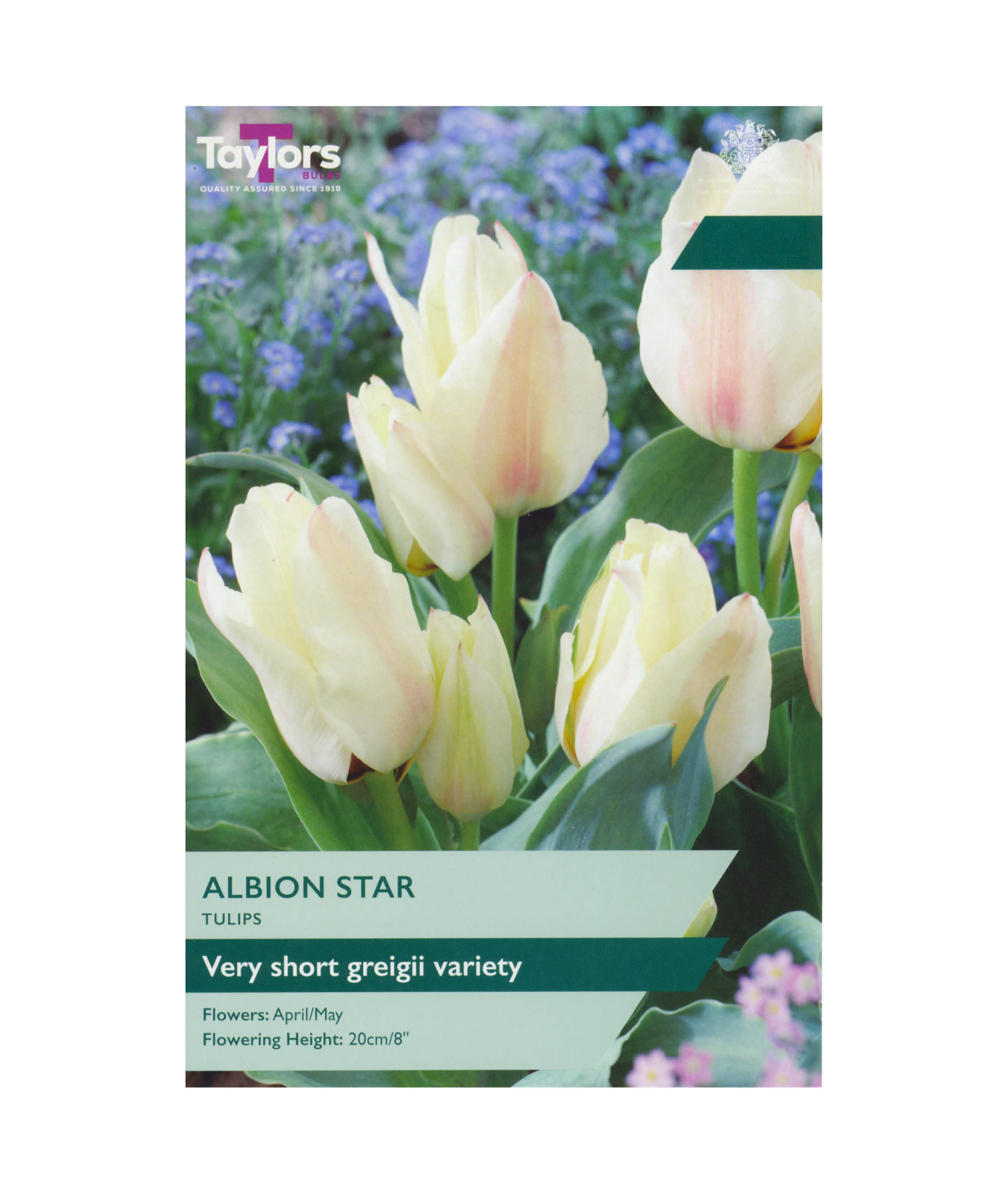 Tulip &