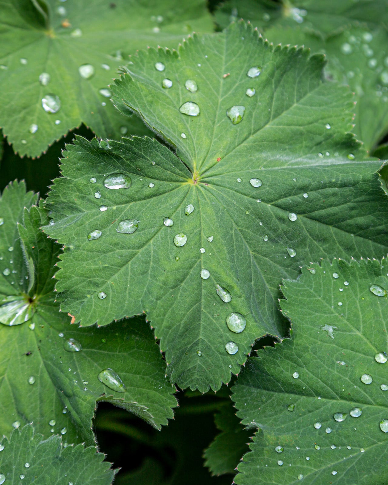 Alchemilla mollis