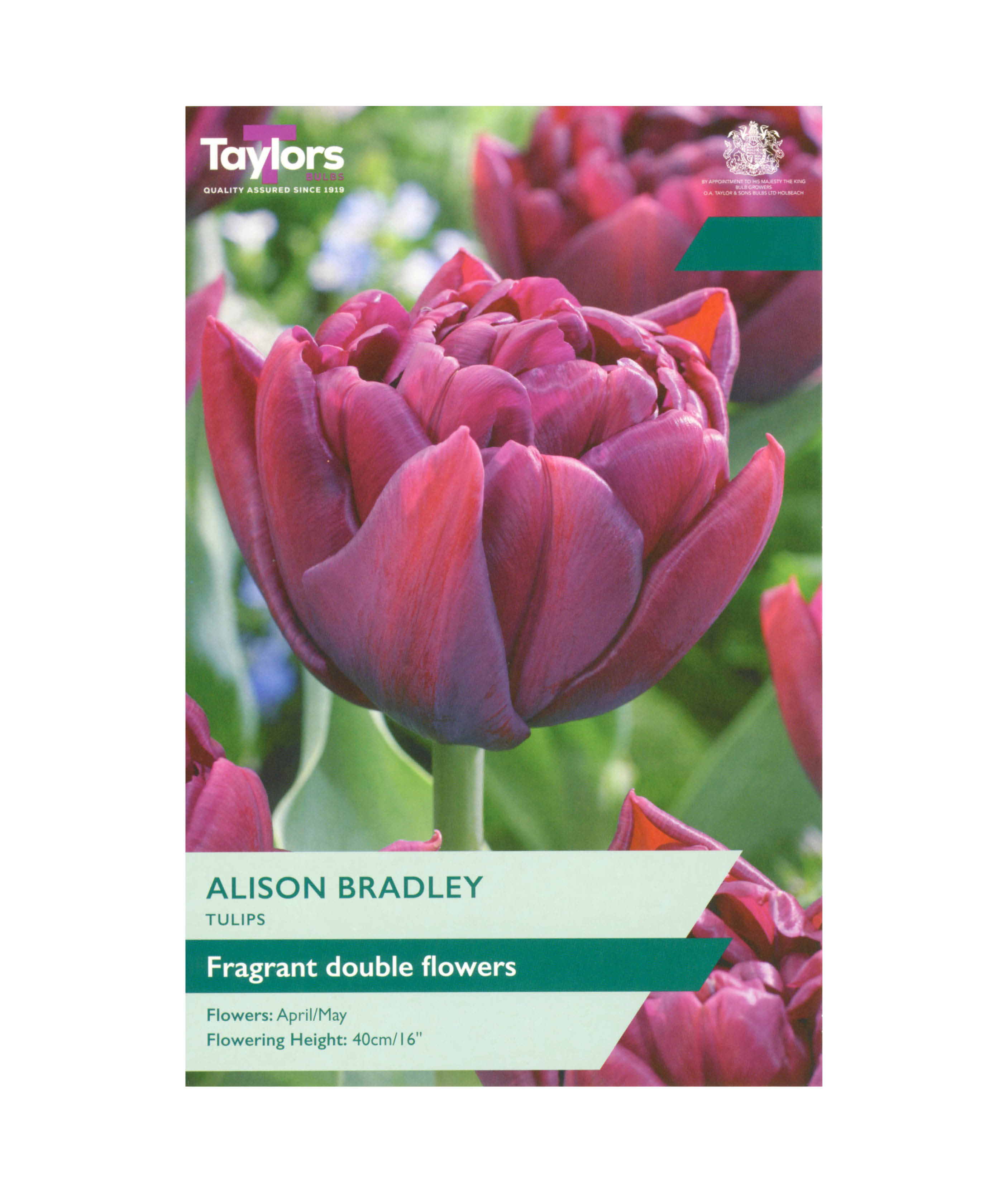 Tulip &