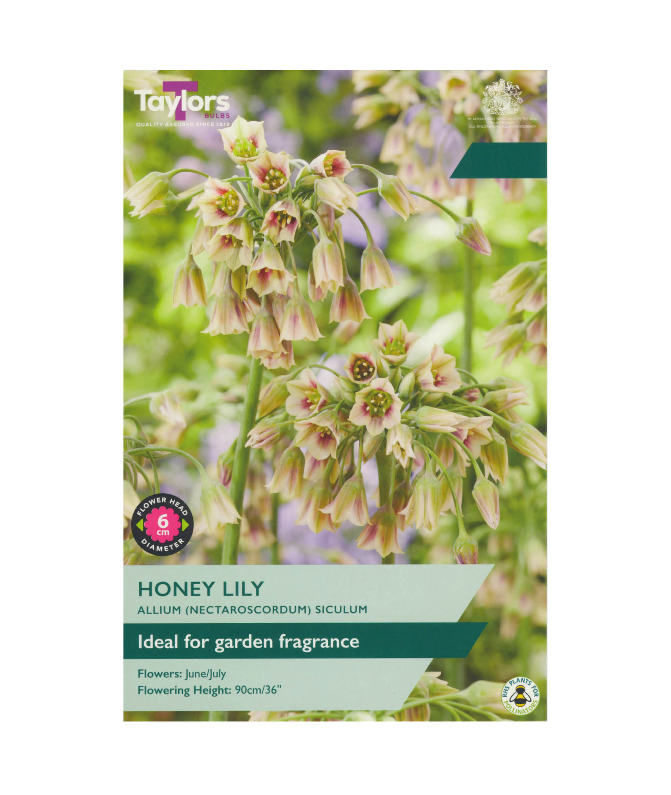 Allium &