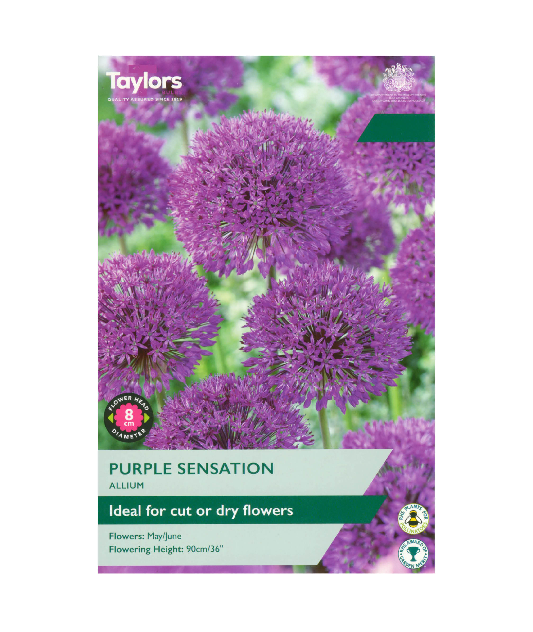 Allium &