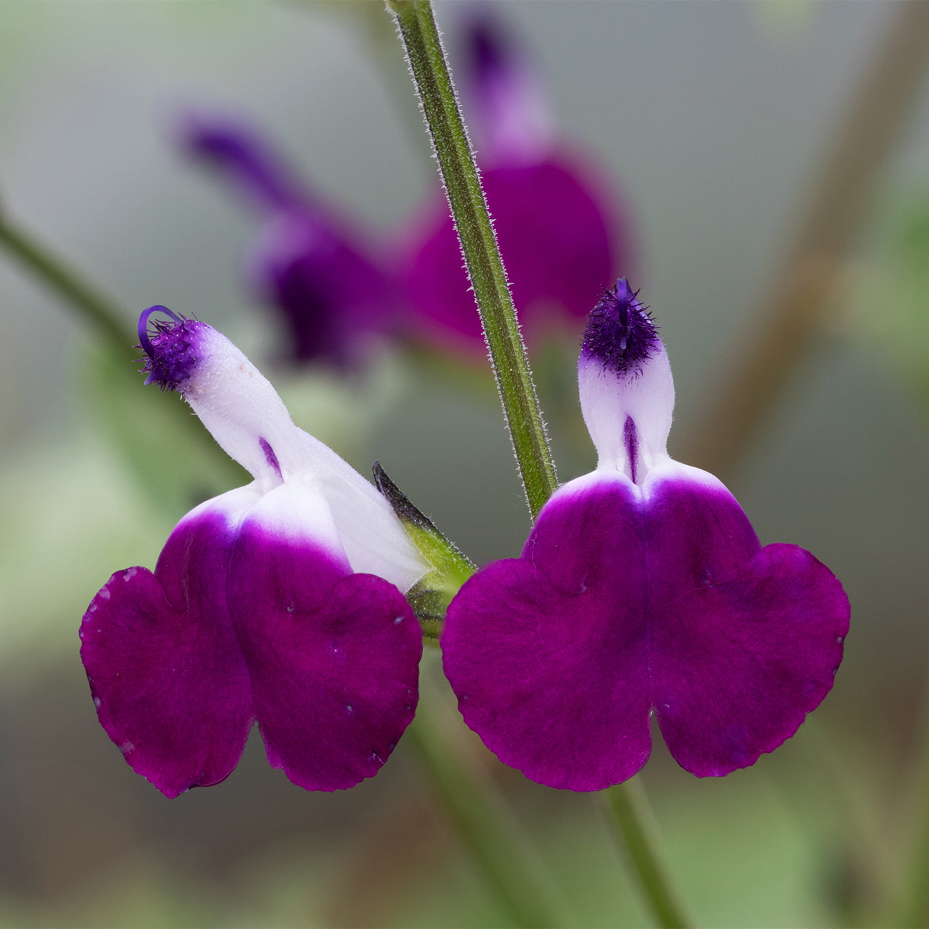Salvia &