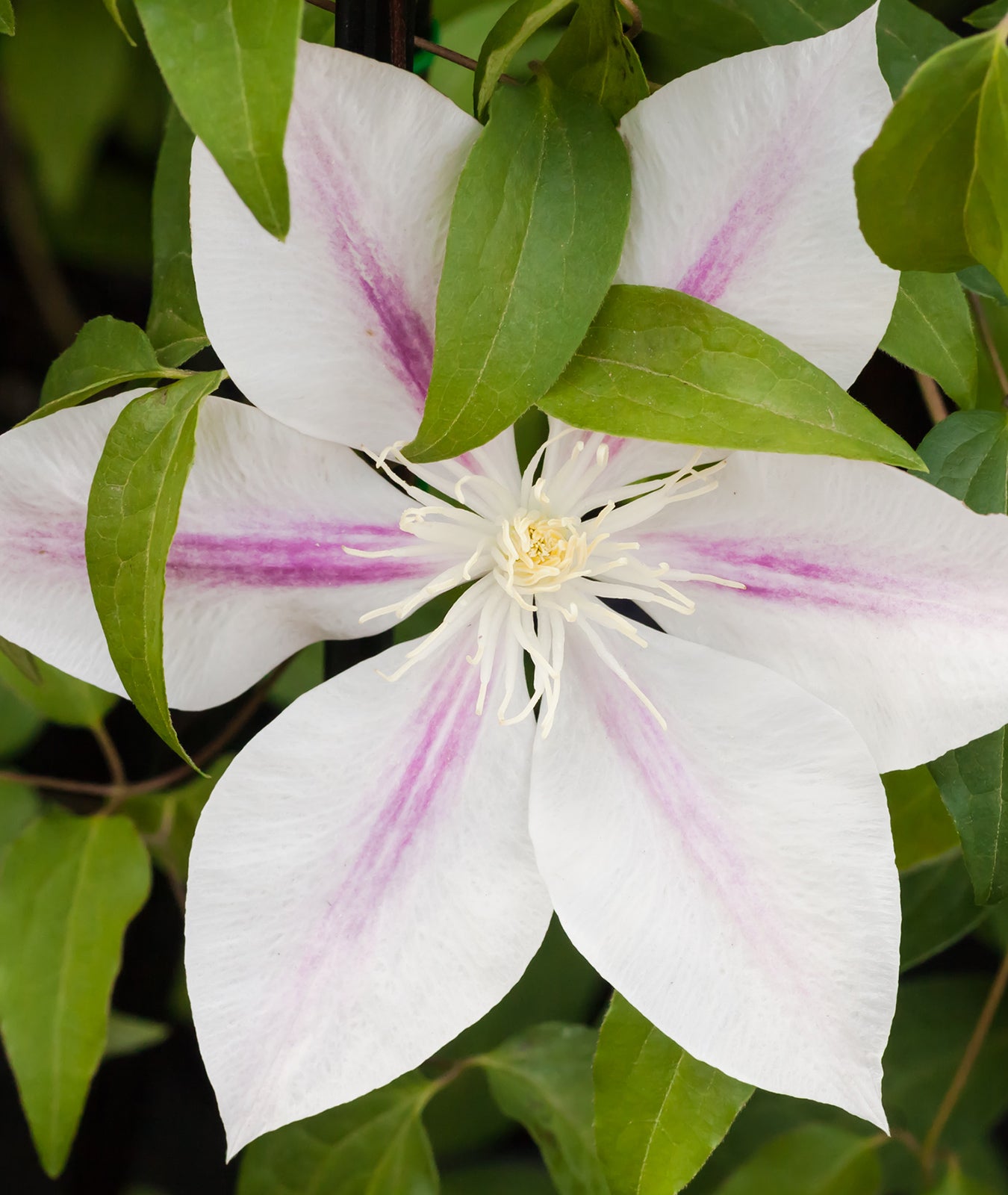 Clematis &