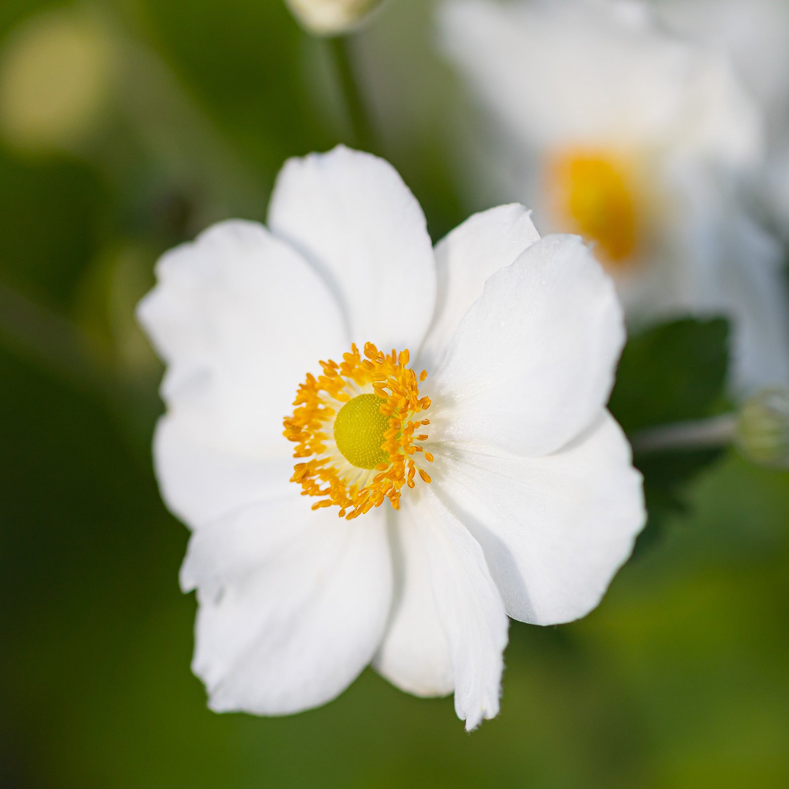 Anemone × hybrida &