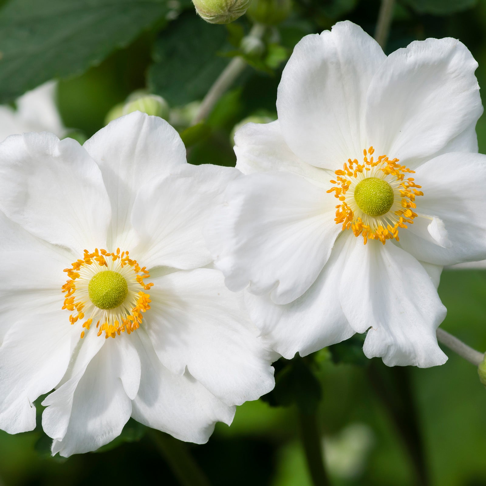 Anemone × hybrida &