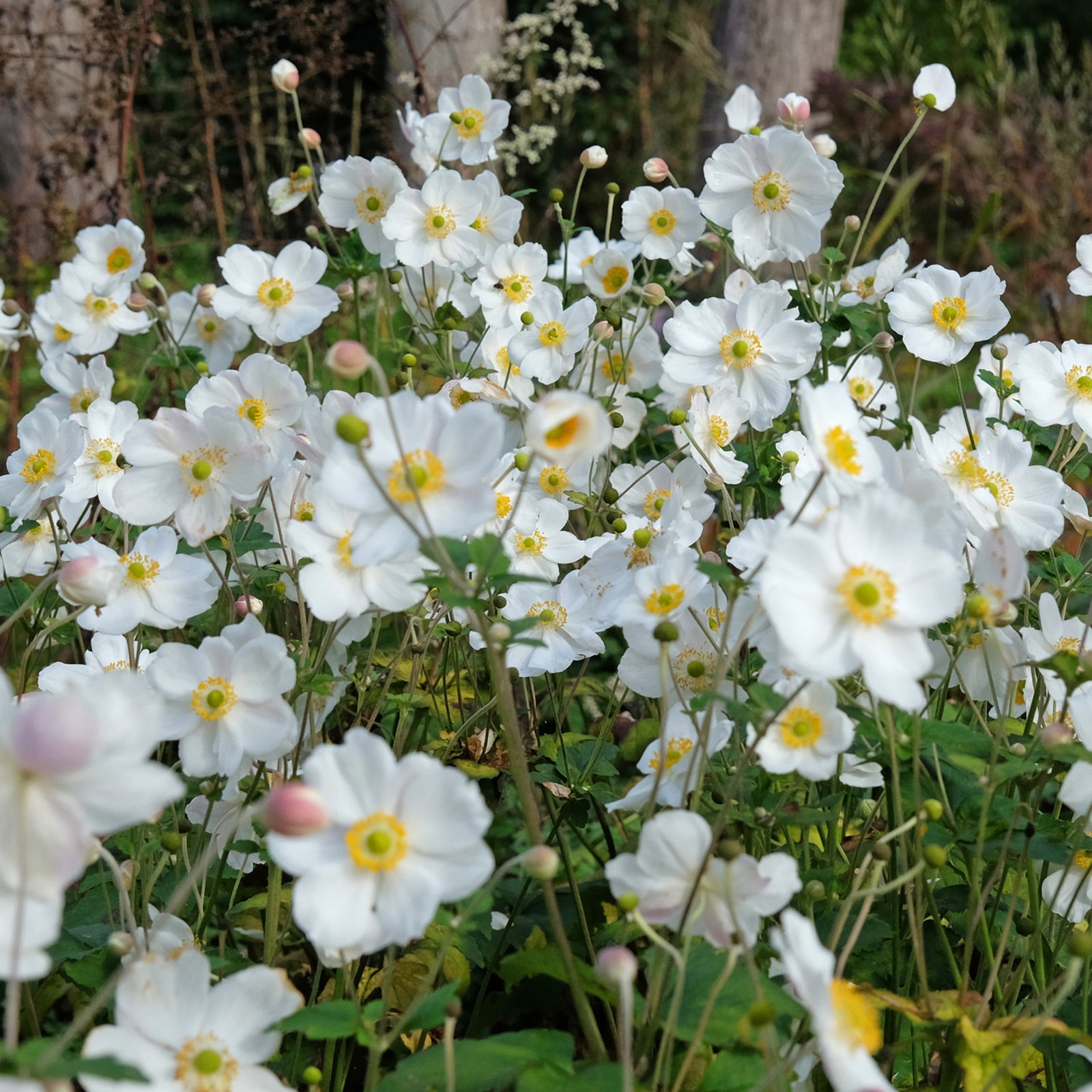 Anemone × hybrida &