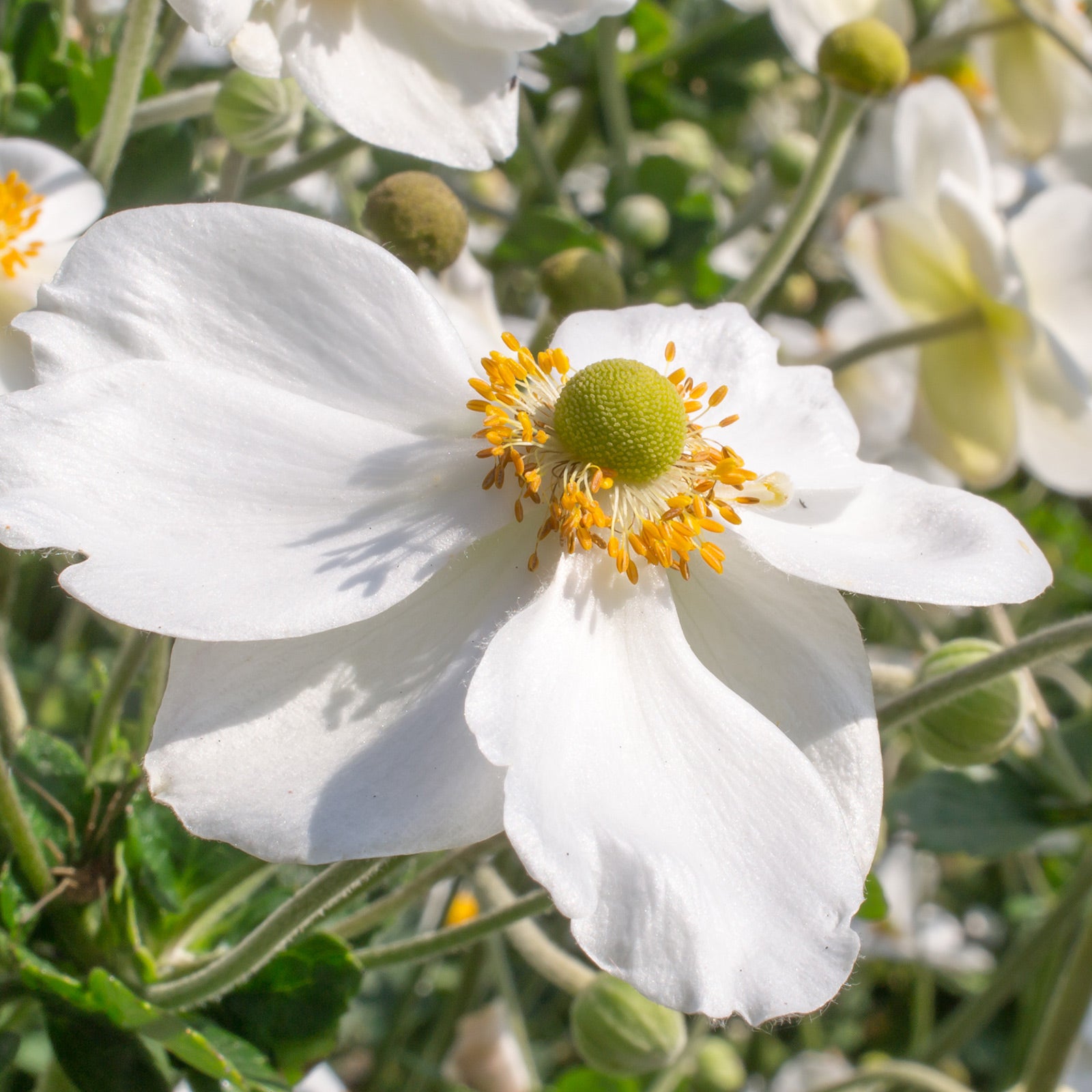 Anemone × hybrida &