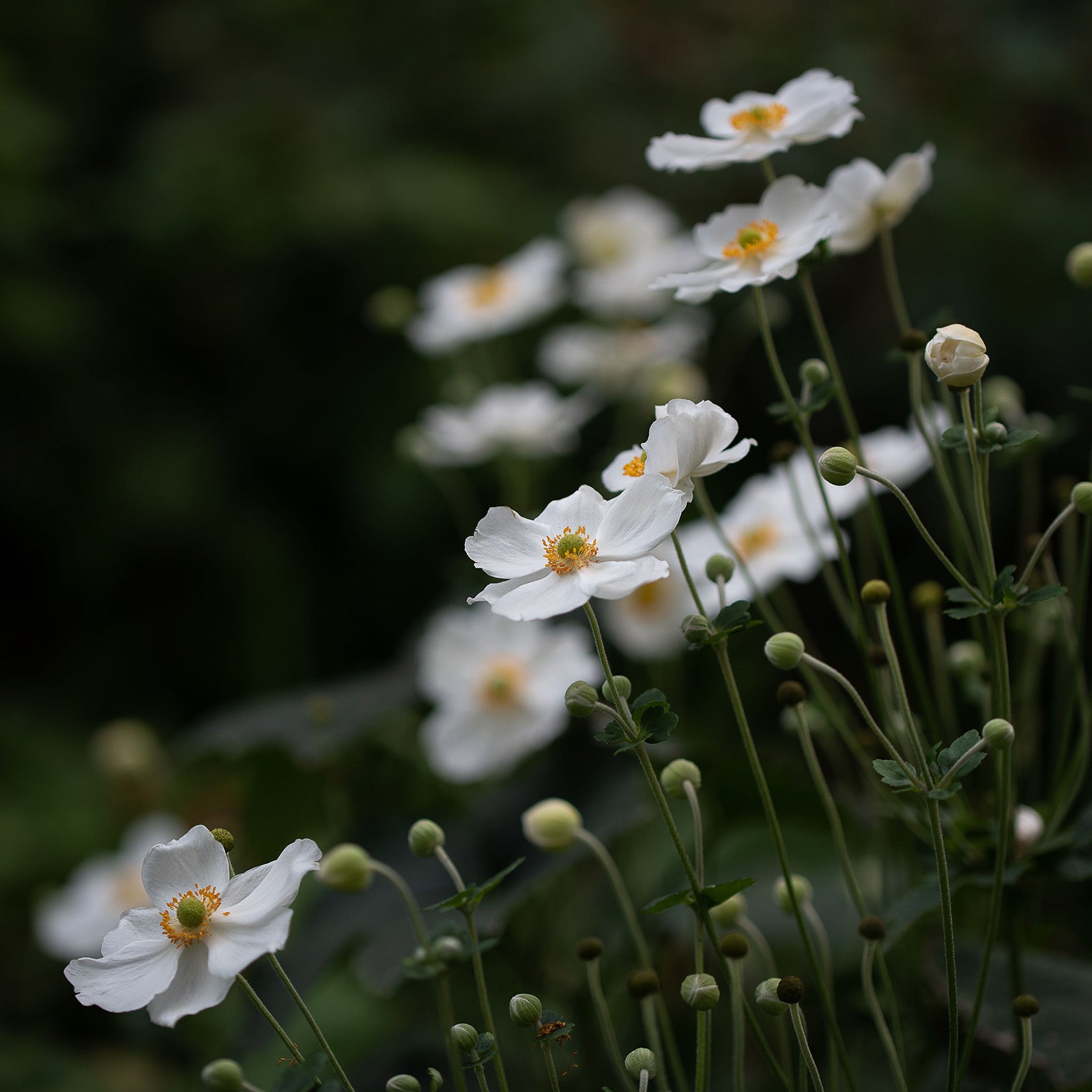 Anemone × hybrida &