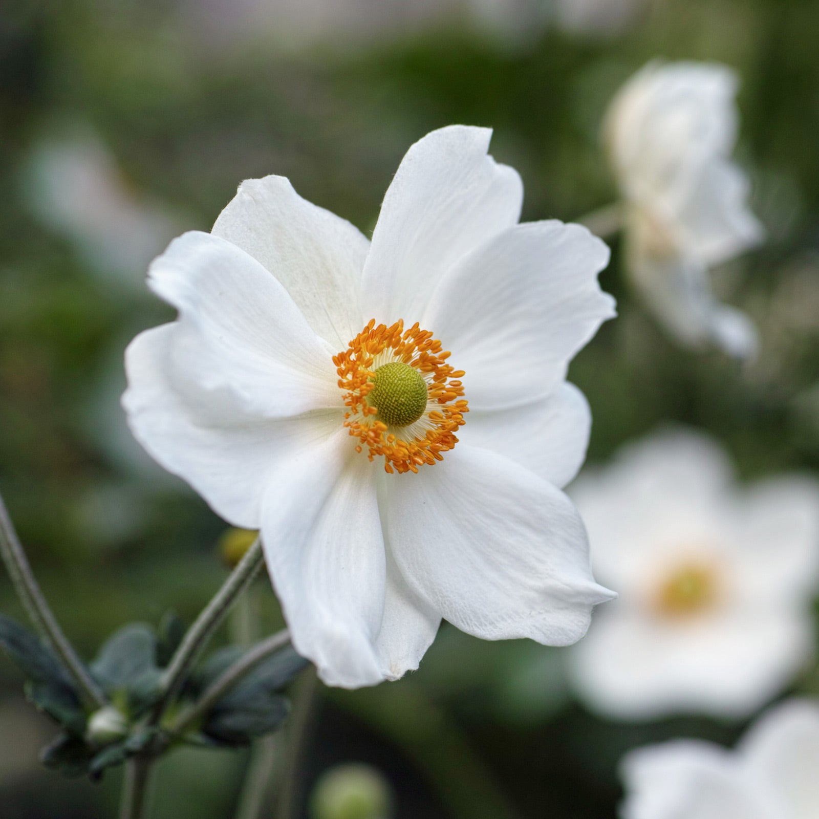 Anemone × hybrida &