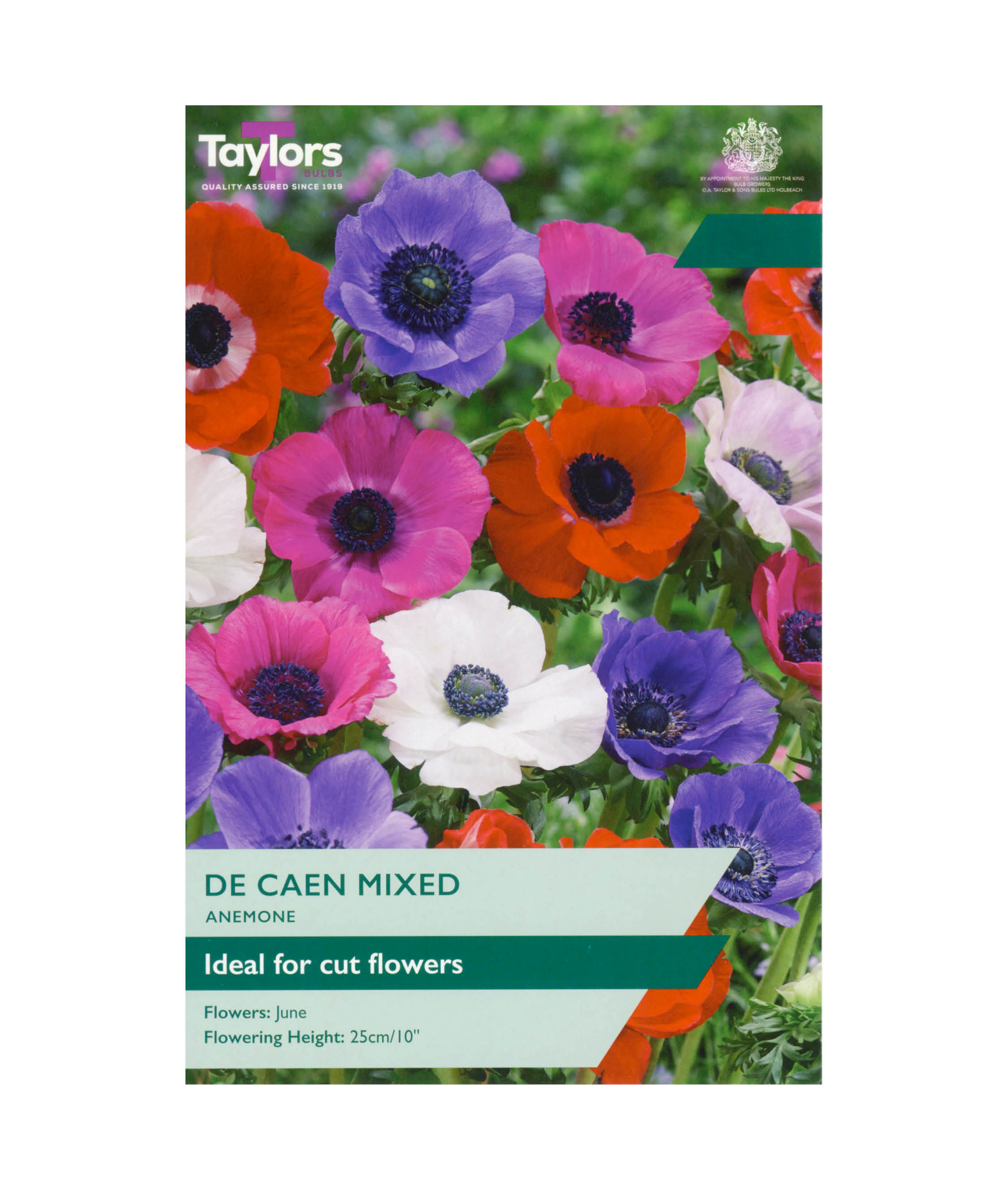 Anemone &