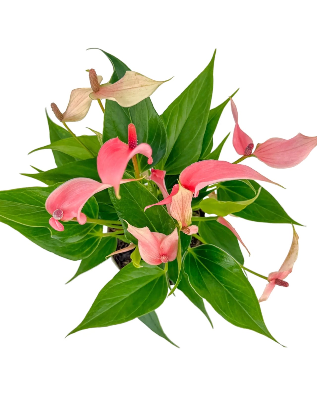 Anthurium ‘Lilli’