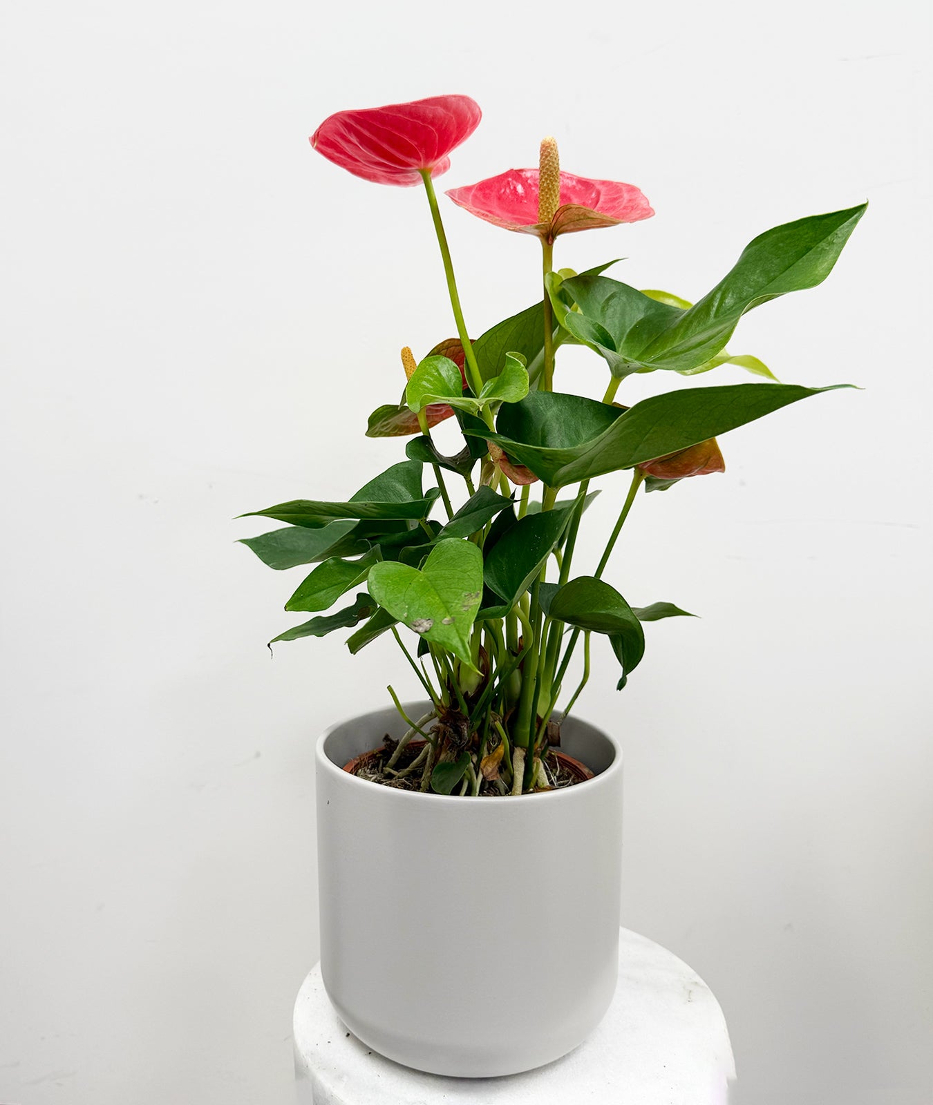 potted anthurium plants Pink Anthurium Houseplant