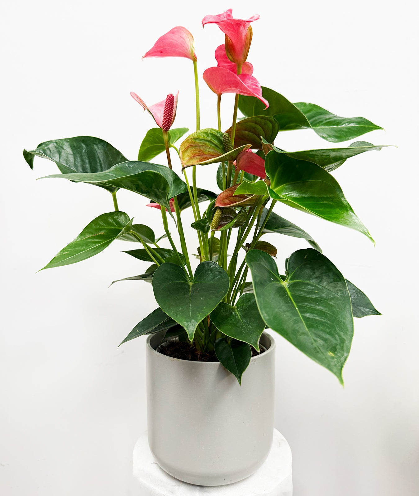 anthurium small leaves Pink Anthurium Houseplant