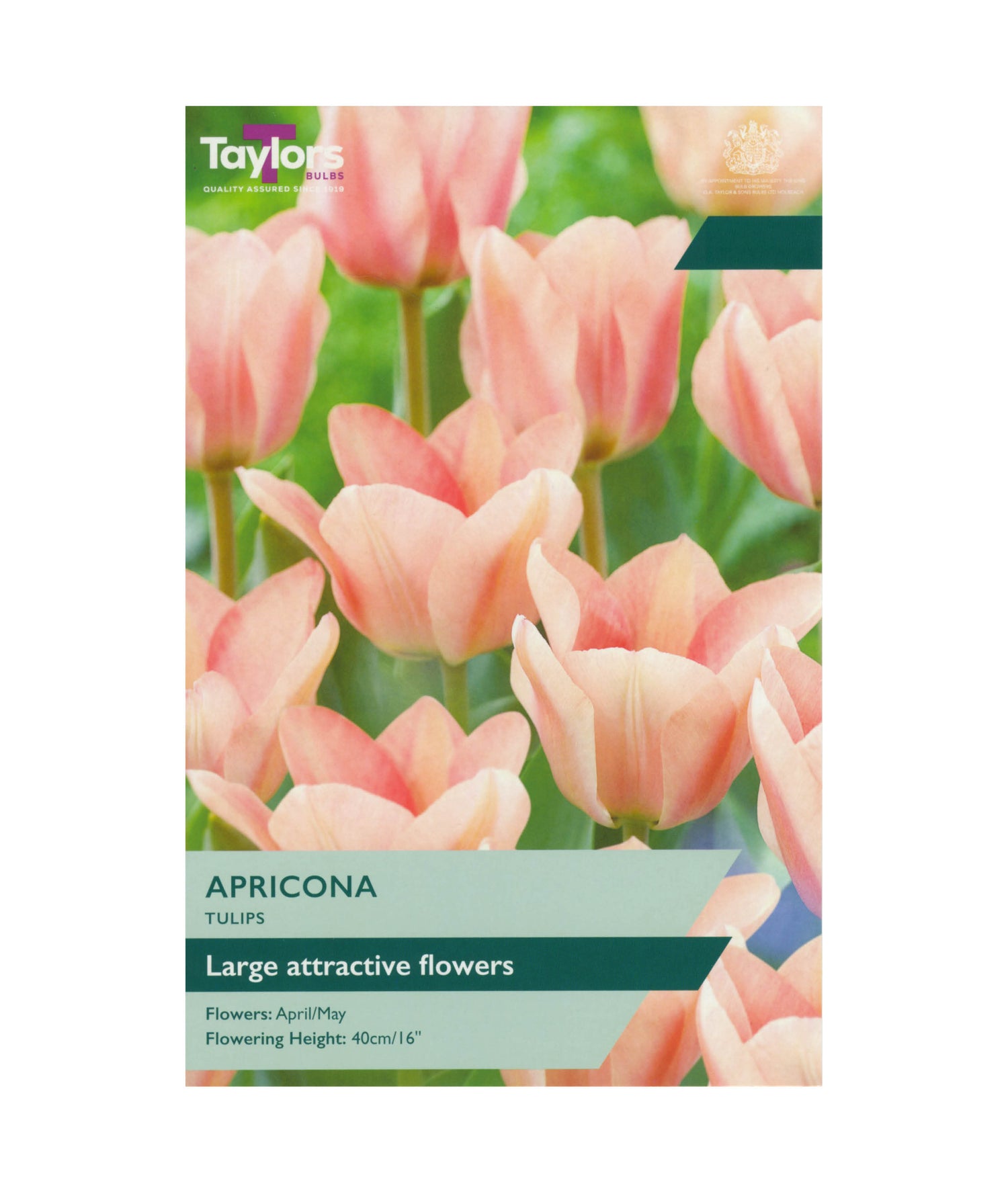 Tulip &