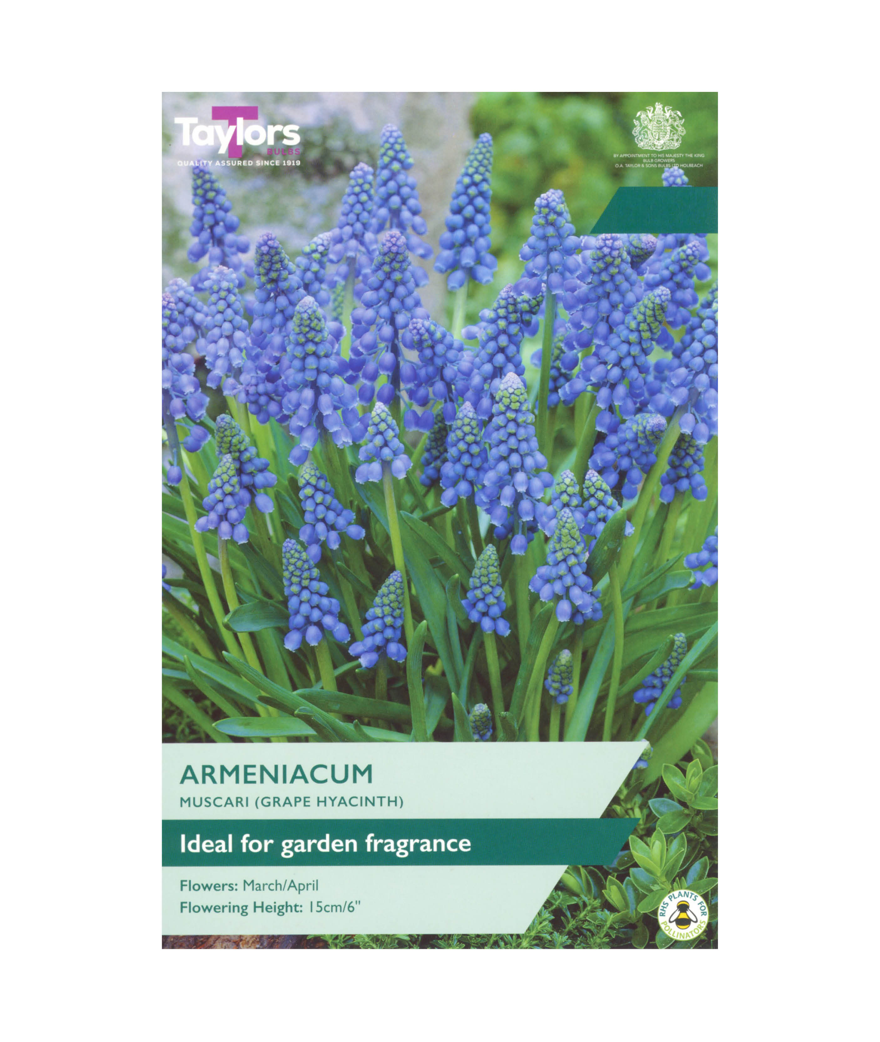 Muscari Armeniacum