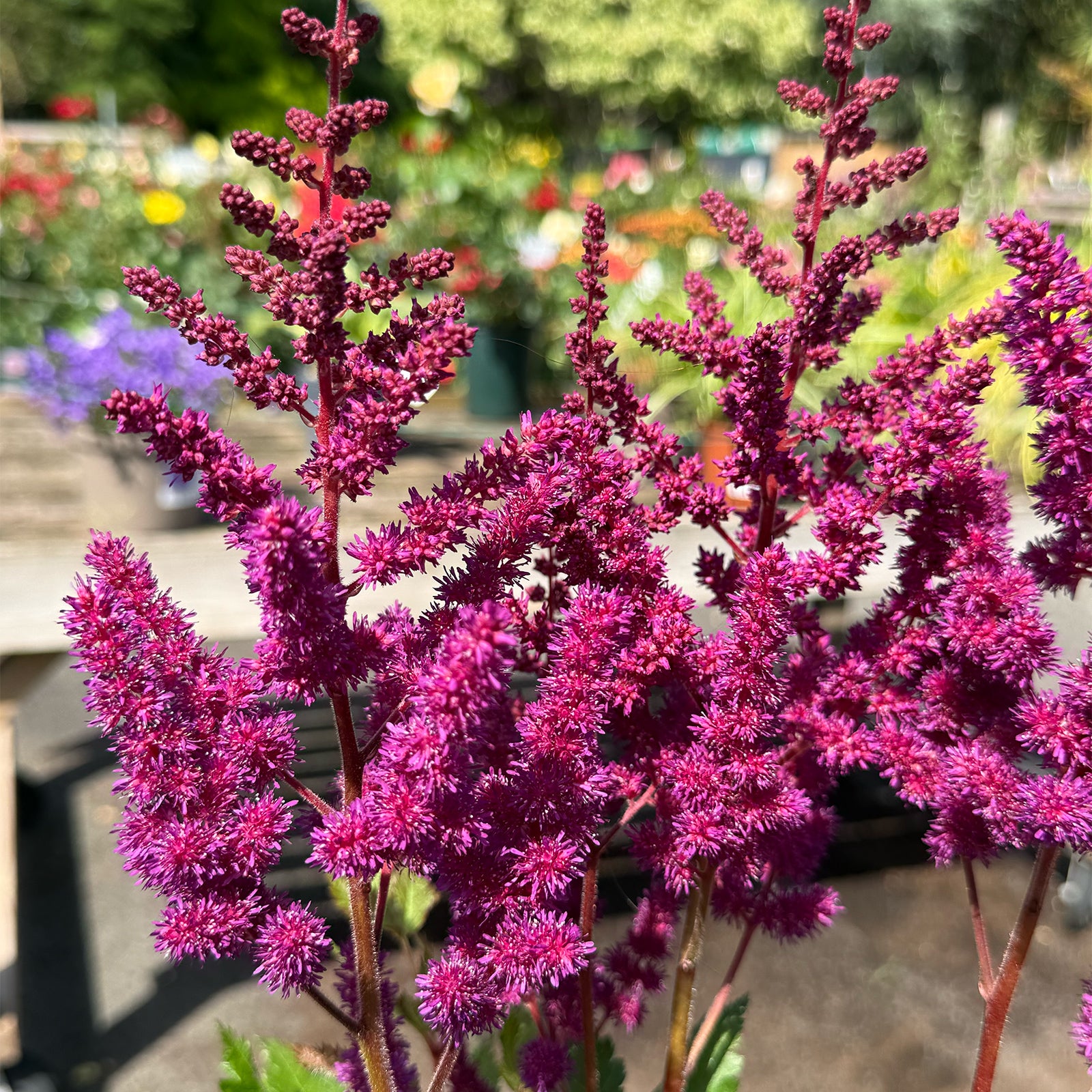 Astilbe chinensis &