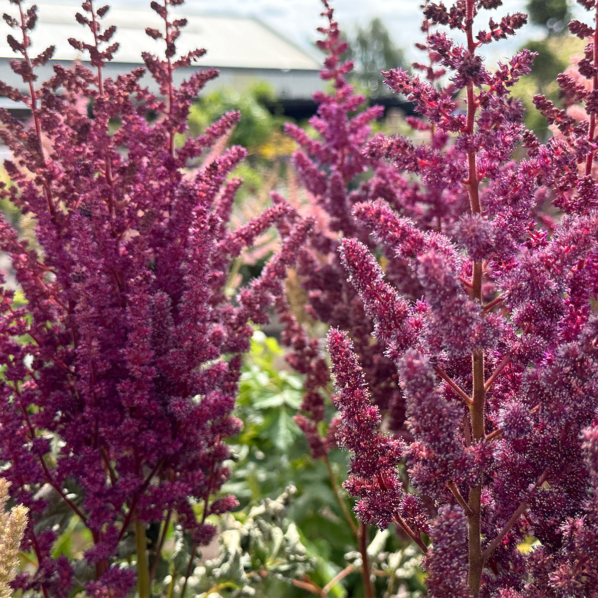 Astilbe chinensis &