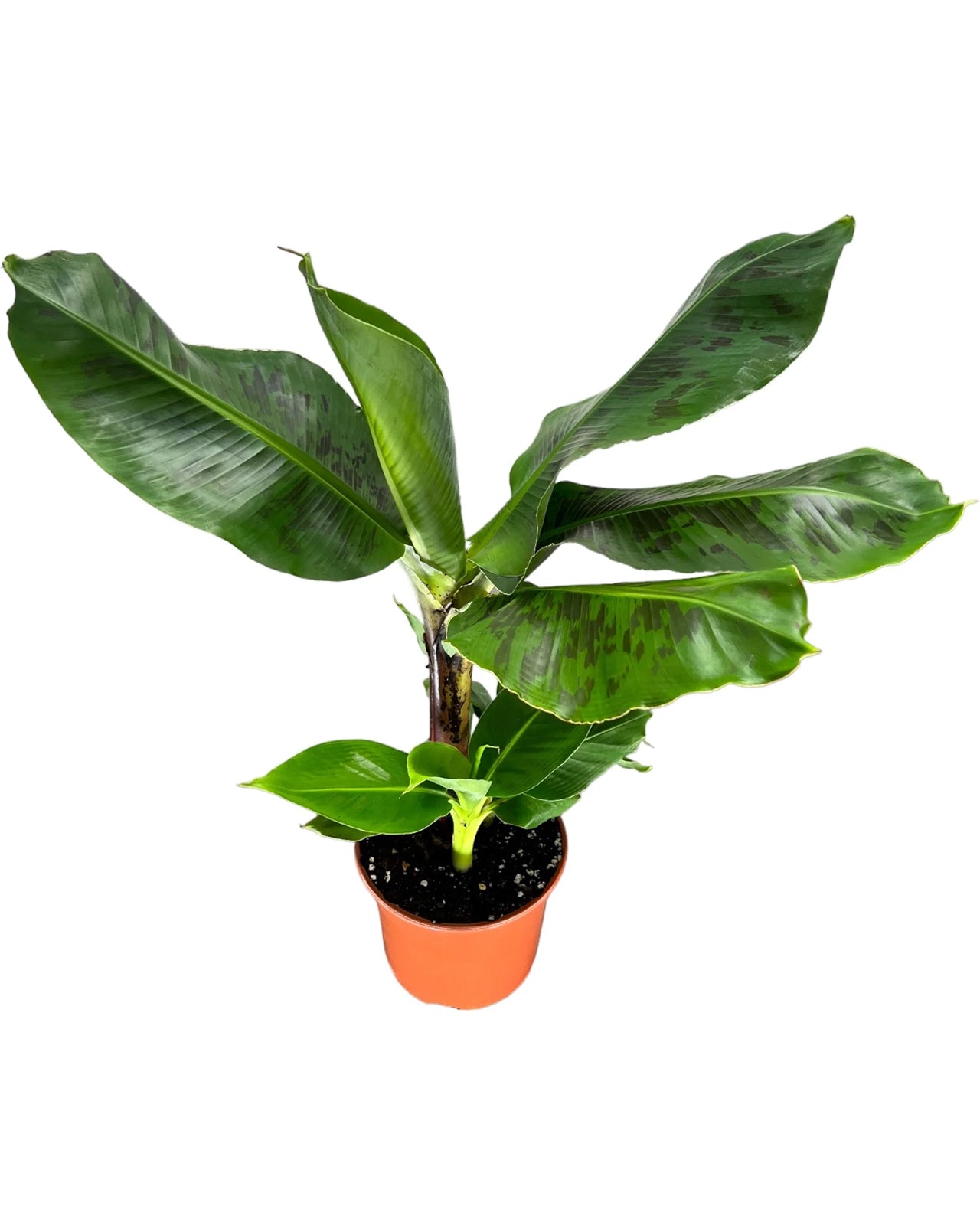 Oriental Dwarf Banana Plant - 17cm pot