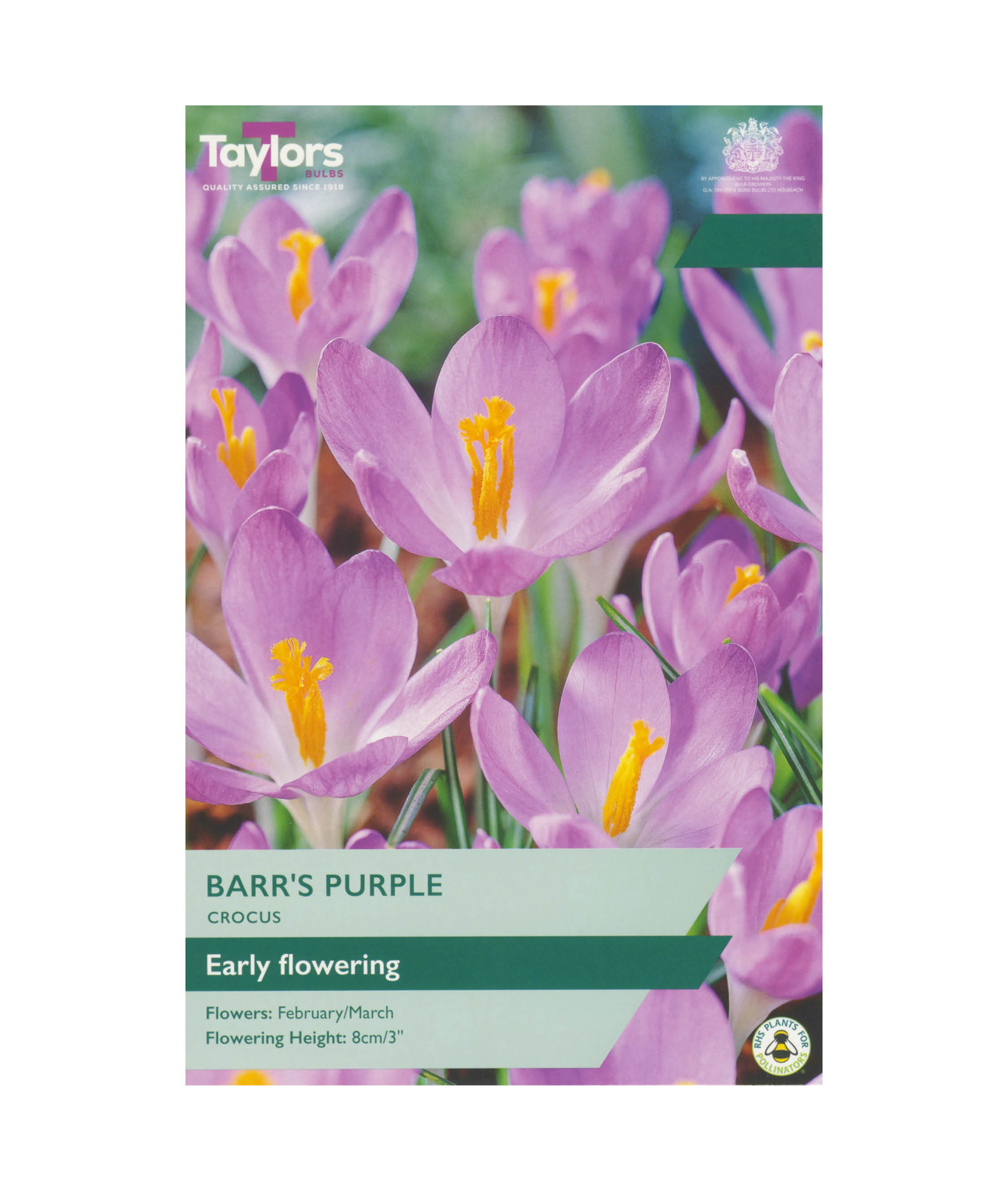 Crocus &