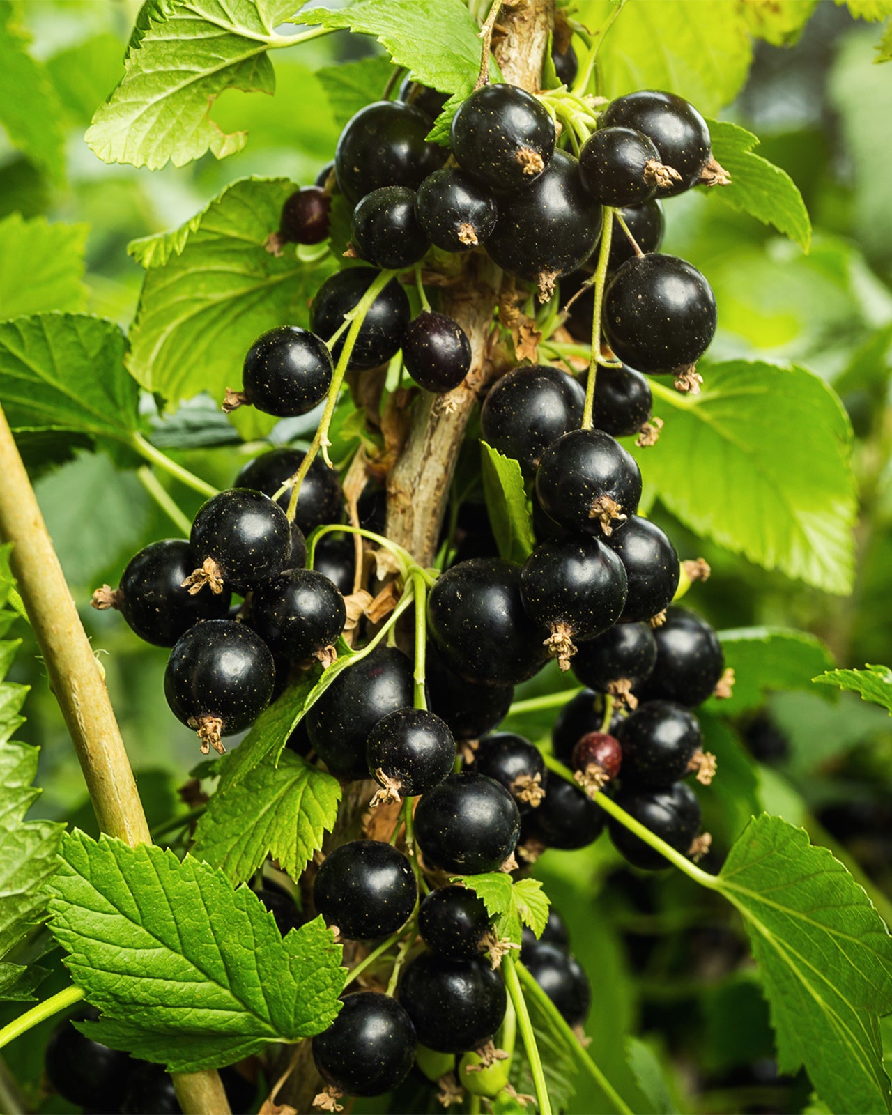 Blackcurrant &
