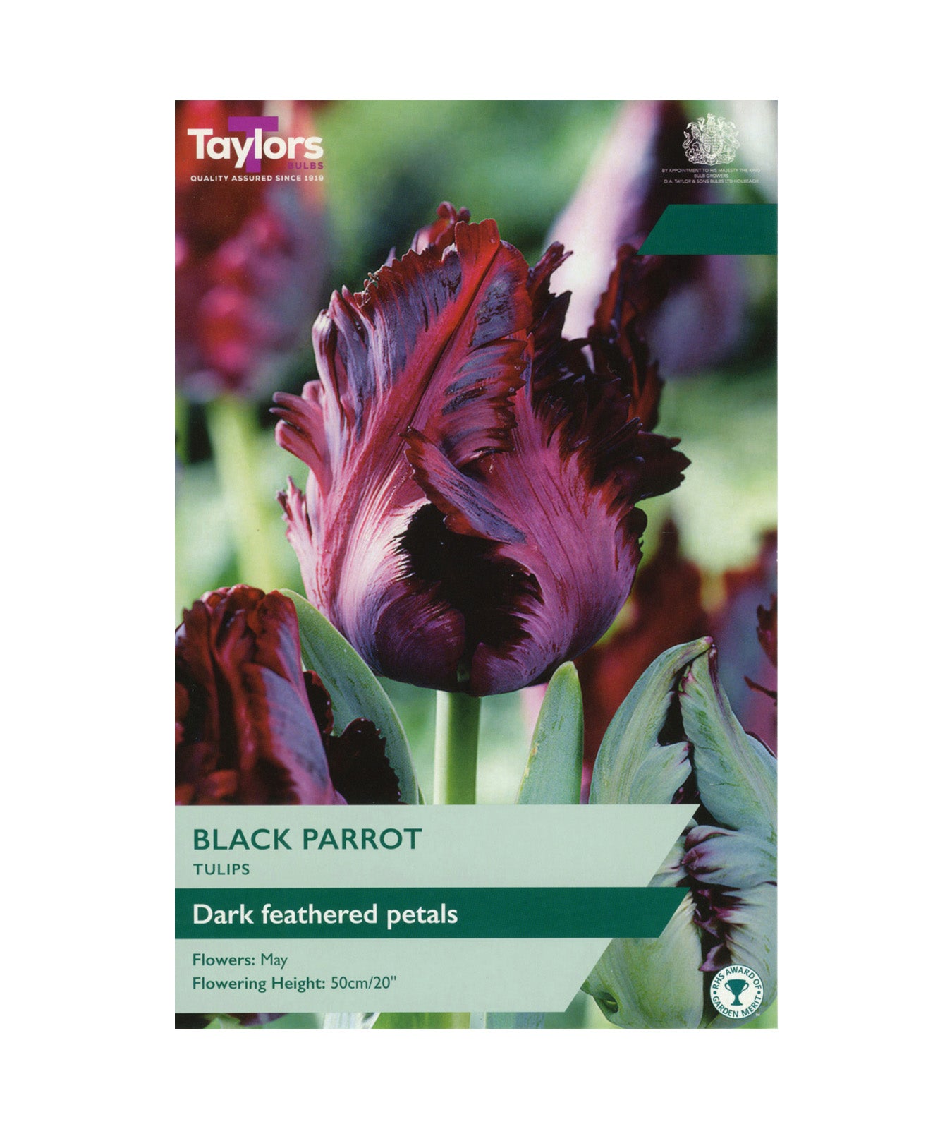 Tulip &