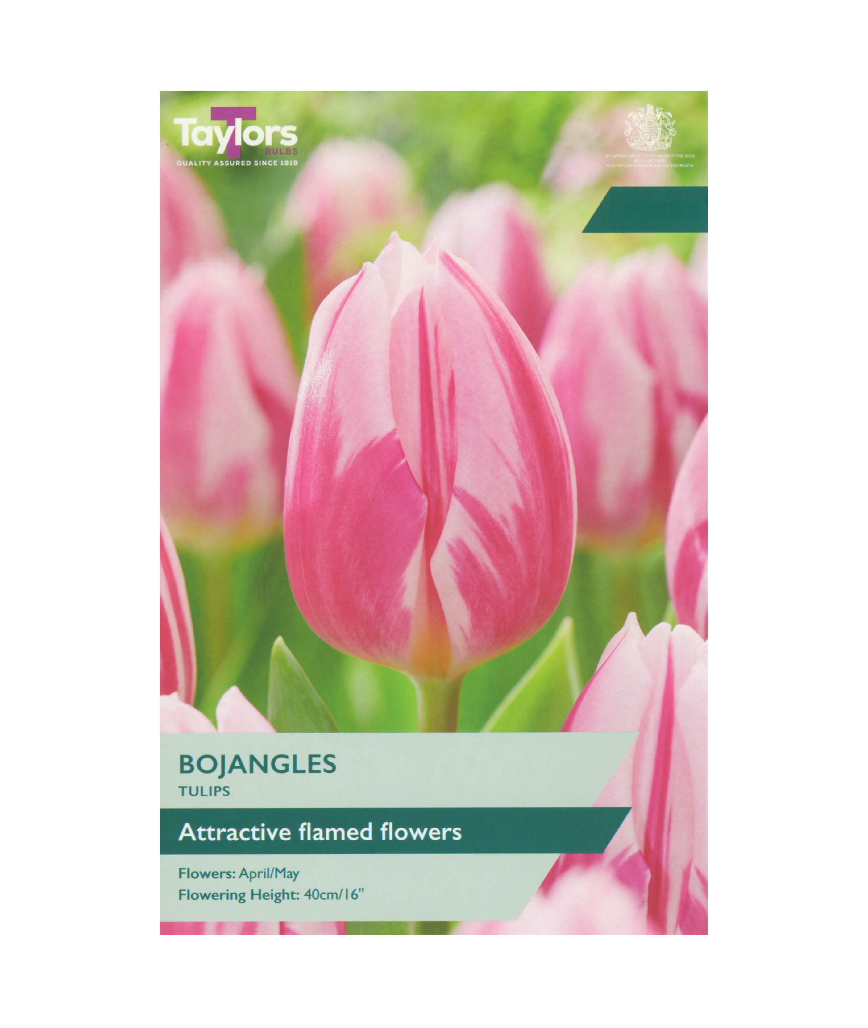 Tulip &