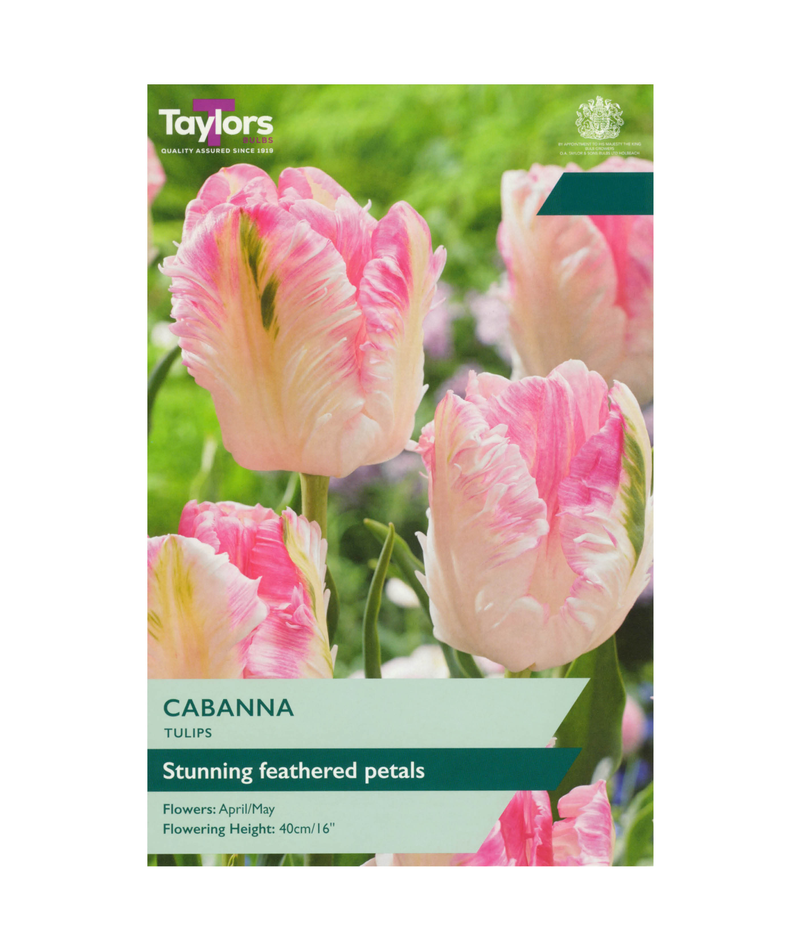 Tulip &