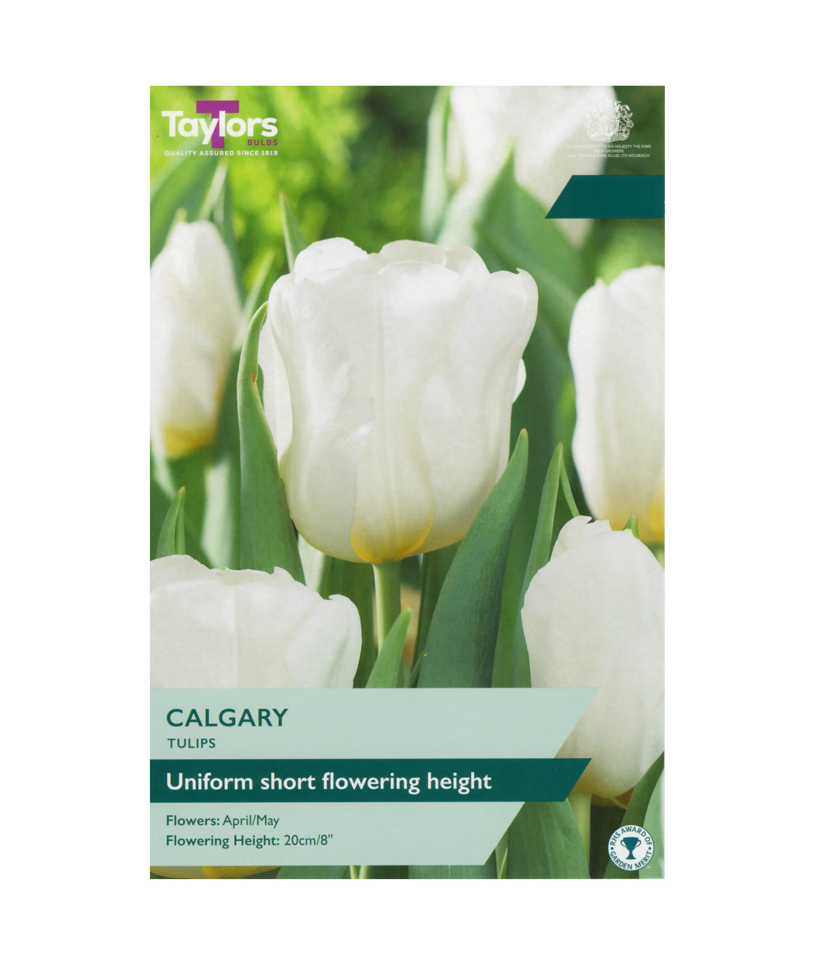 Tulip &