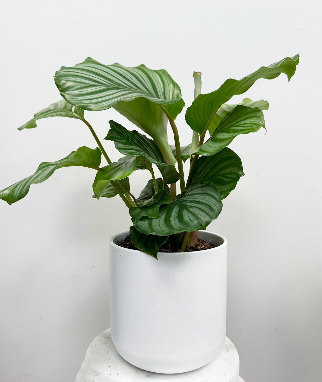 Calathea Orbifolia Houseplant