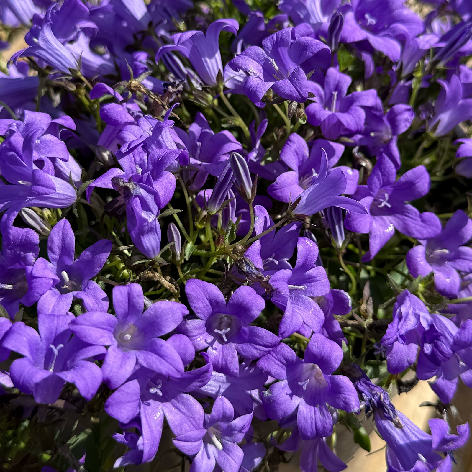 Campanula portenschlagiana &