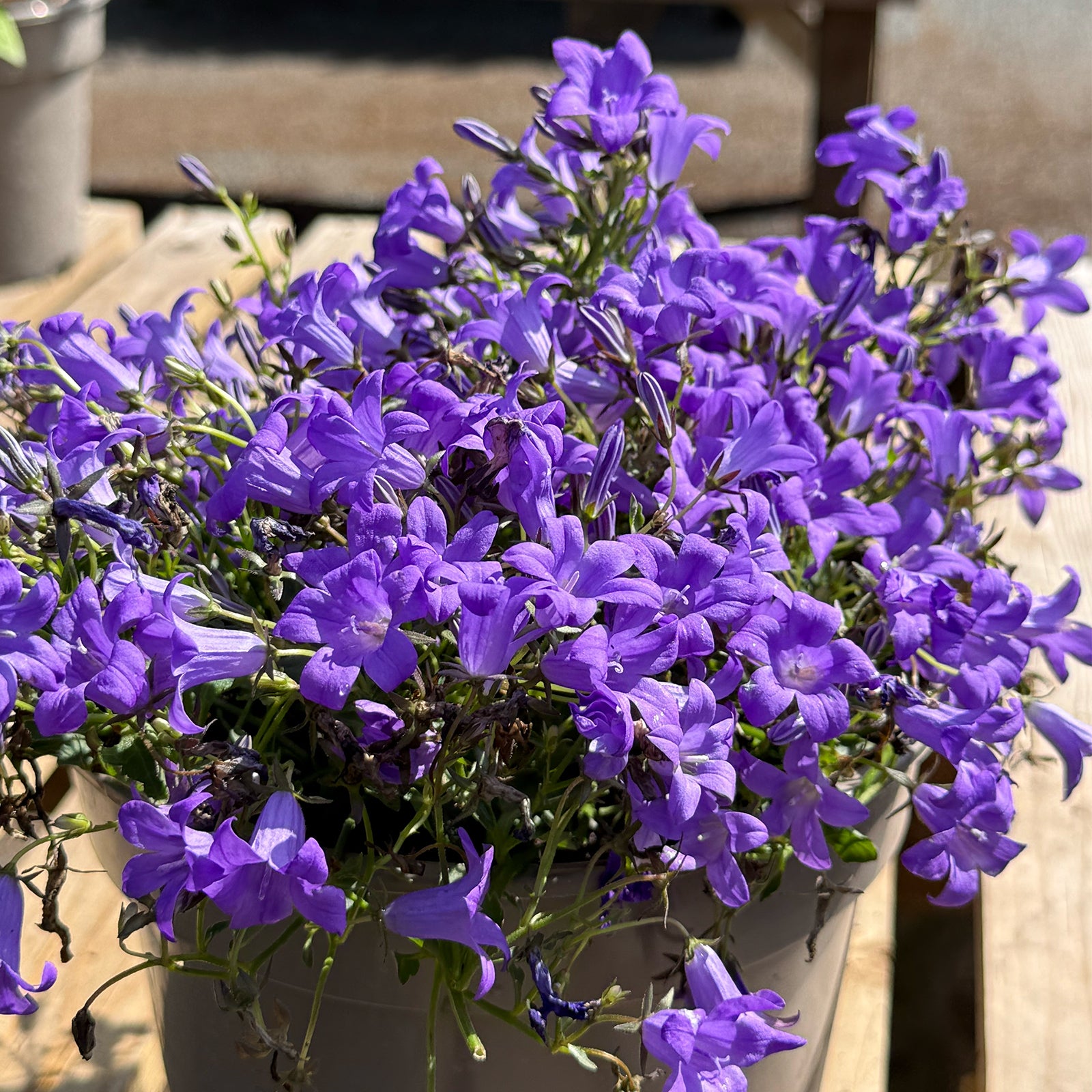 Campanula portenschlagiana &