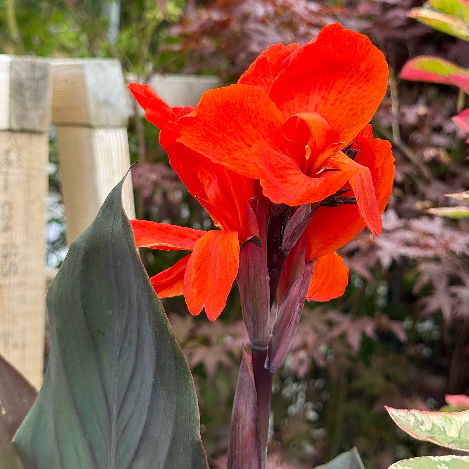 Canna &
