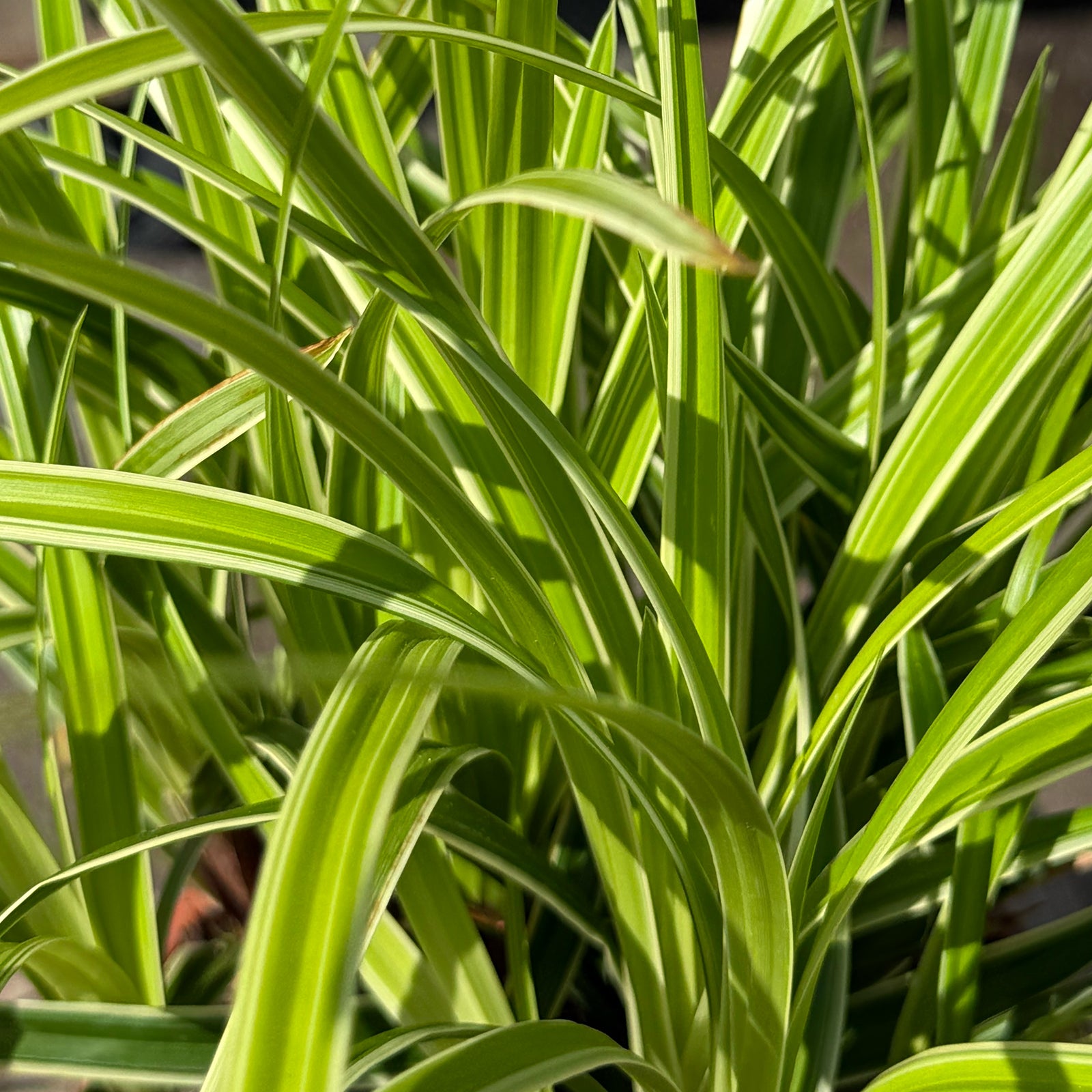 Carex morrowii &