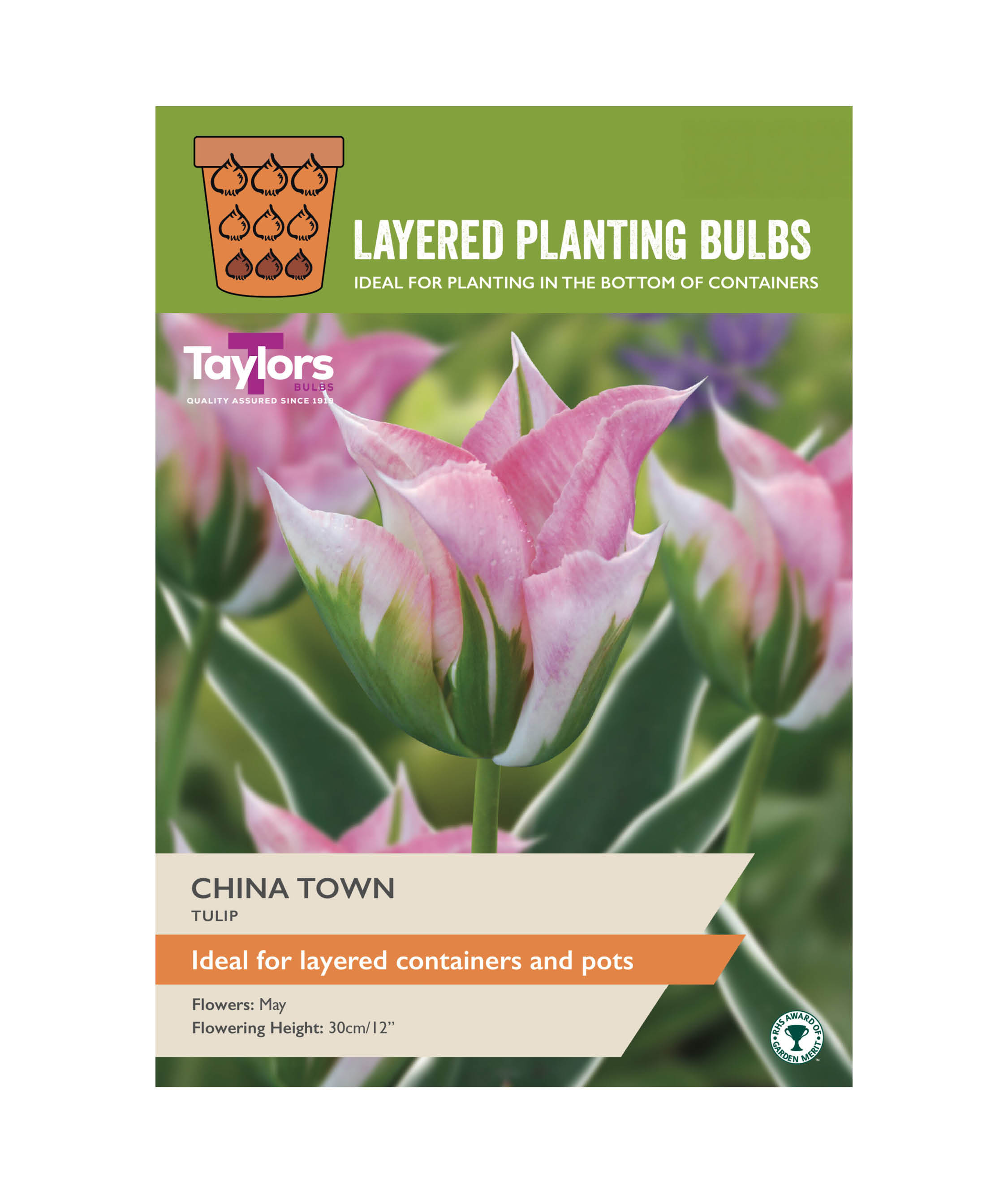 Tulip &